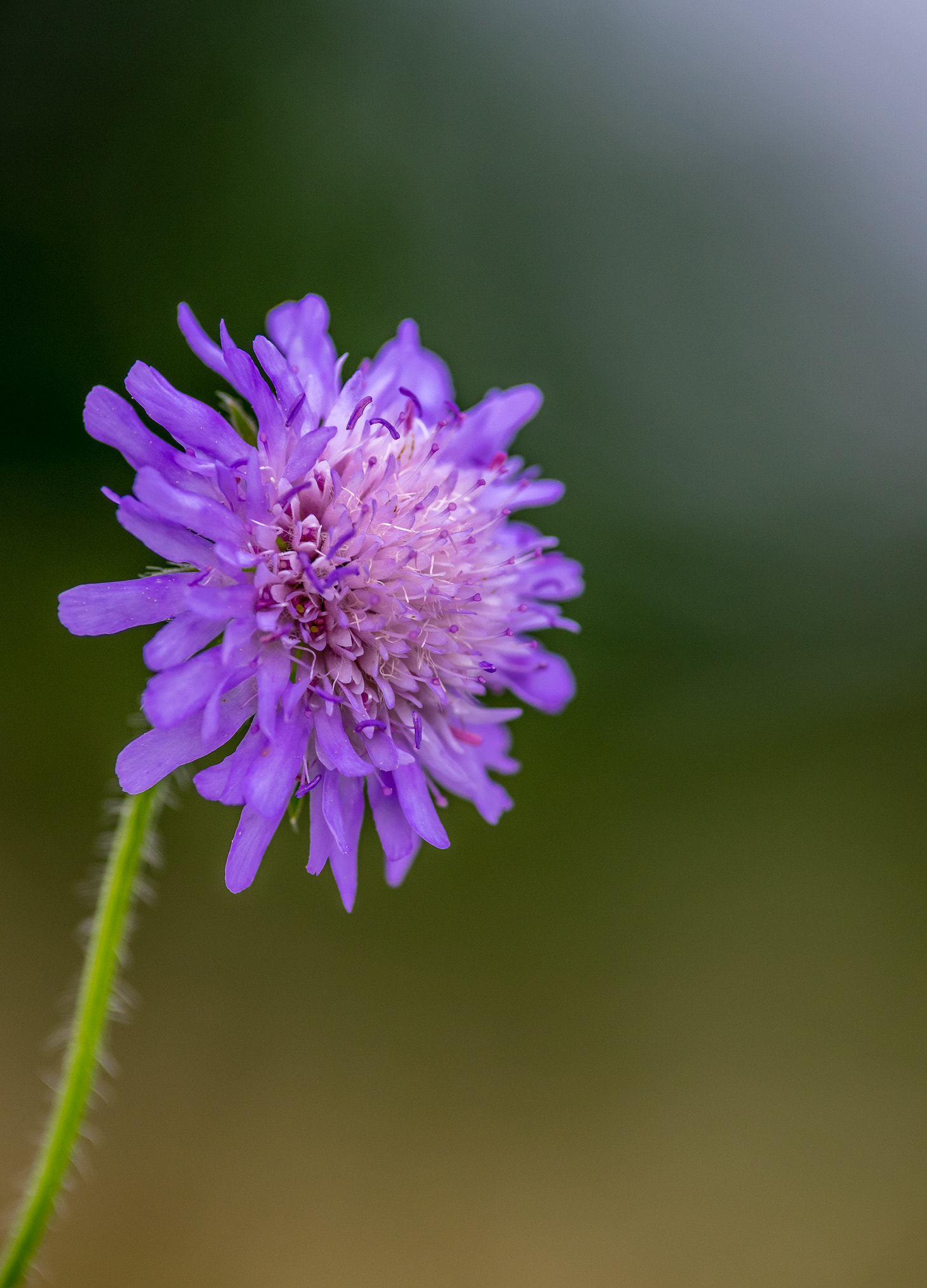 Pentax K-3 II sample photo. Lonely purple flower photography