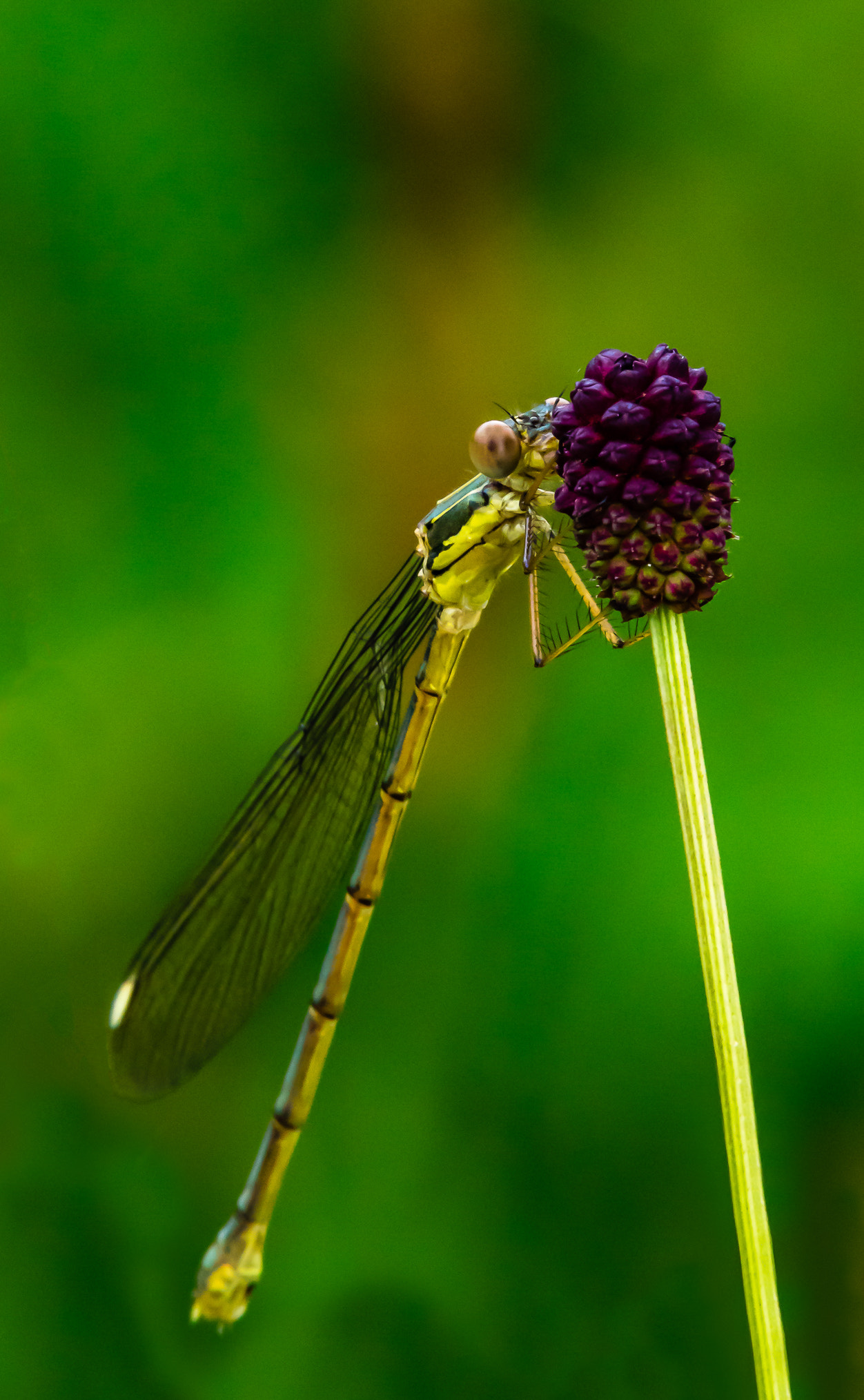 Pentax K-3 II sample photo. The dragon-fly photography
