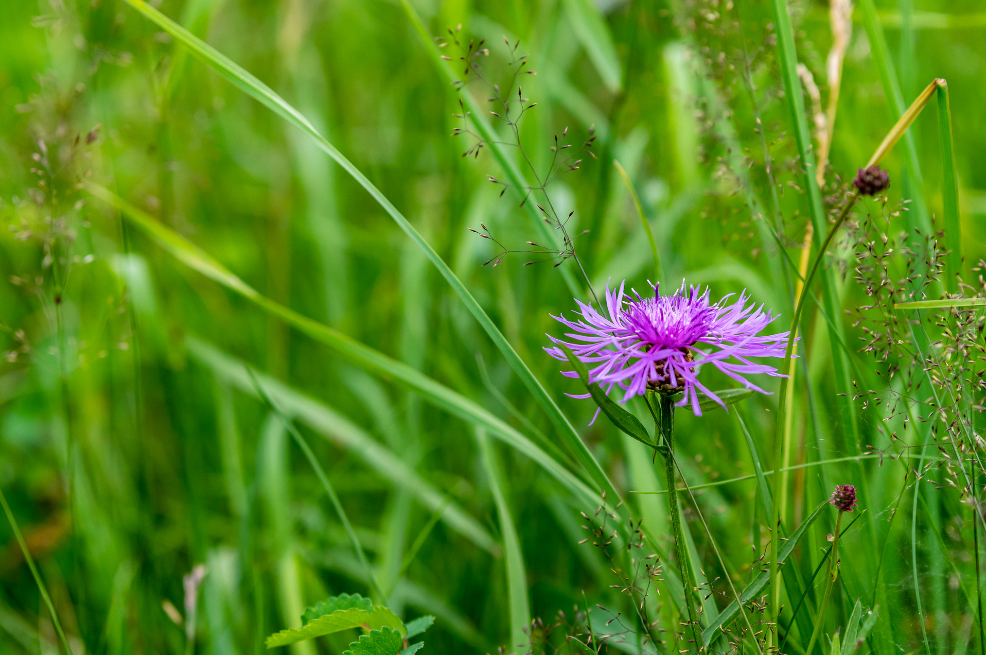 Pentax K-3 II sample photo. Purple flower in the meadow photography