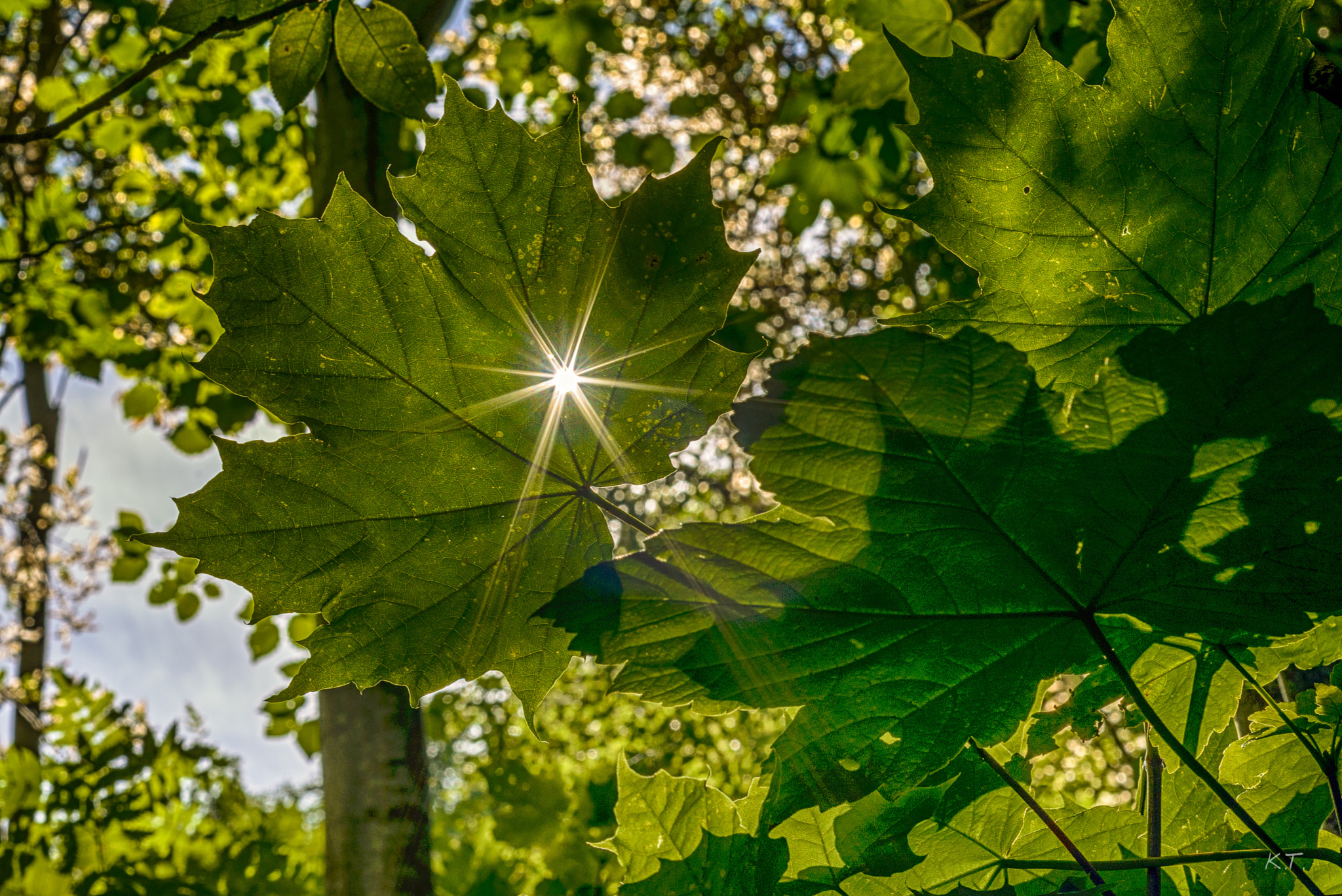 Nikon D610 + Nikon AF Micro-Nikkor 60mm F2.8D sample photo. Marple leaf photography