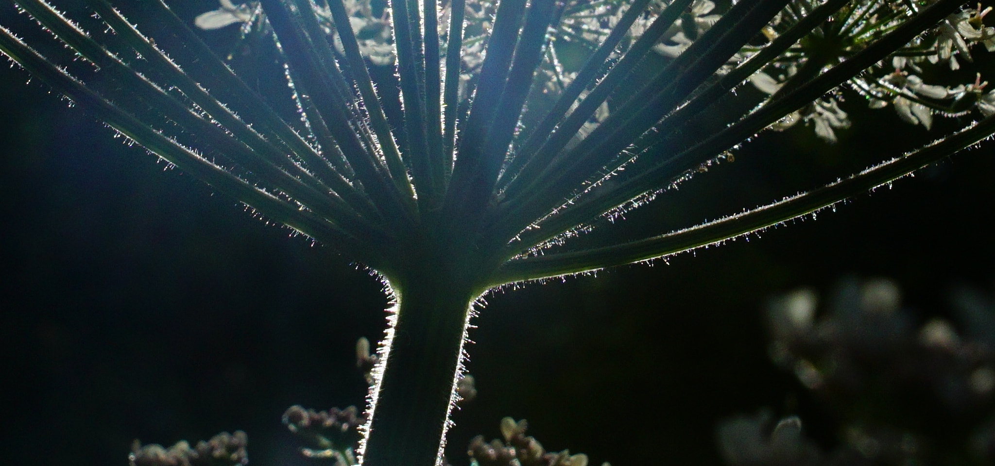 Sony a6000 + Sony DT 16-50mm F2.8 SSM sample photo. Back lit stem photography
