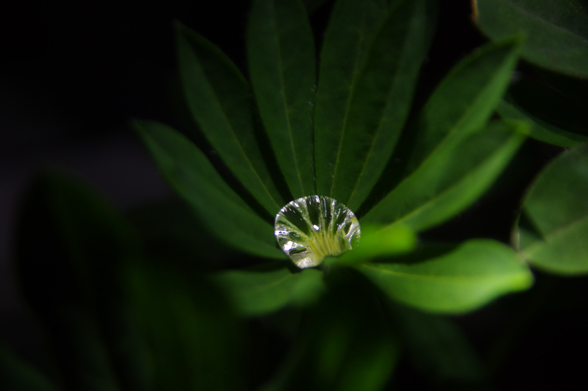 Pentax K-3 sample photo. Water grass photography