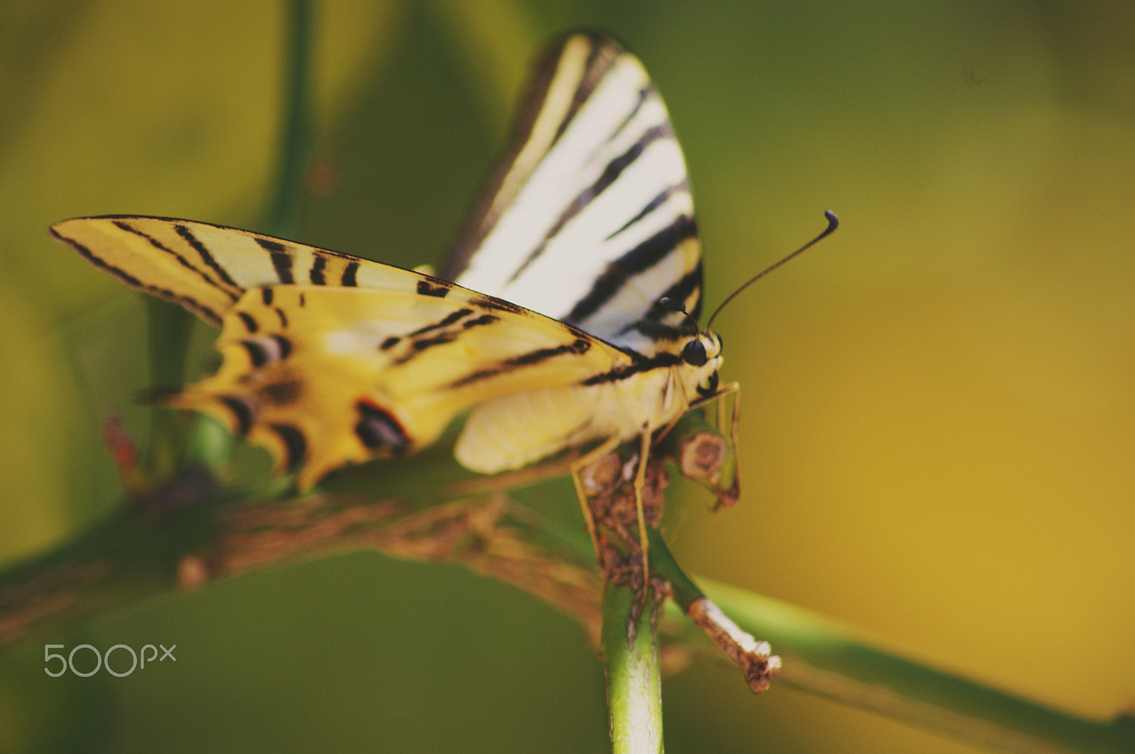 smc PENTAX-DA L 55-300mm F4-5.8 ED sample photo. La mariposa photography