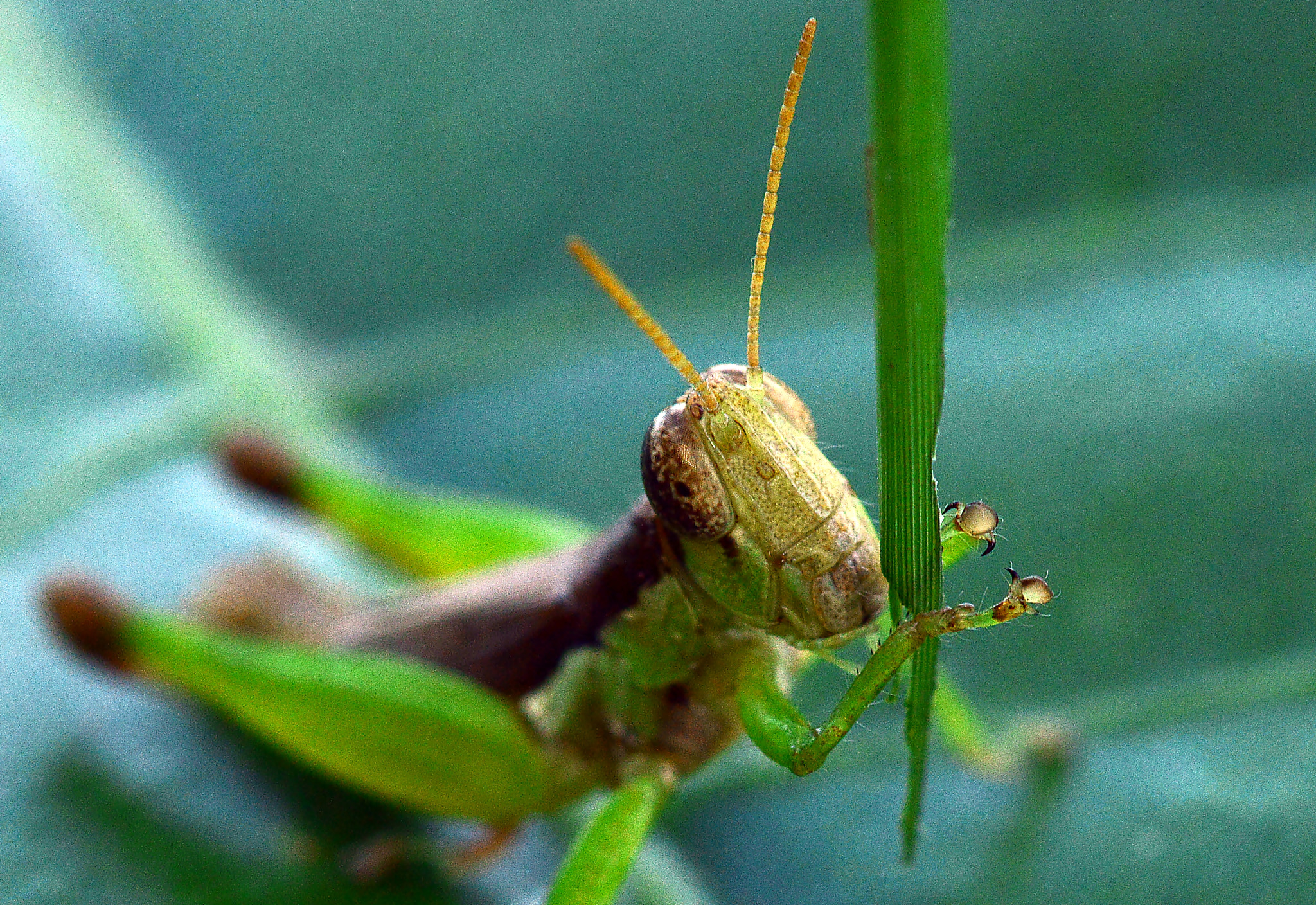 Nikon AF Micro-Nikkor 200mm F4D ED-IF sample photo. Walking diner photography