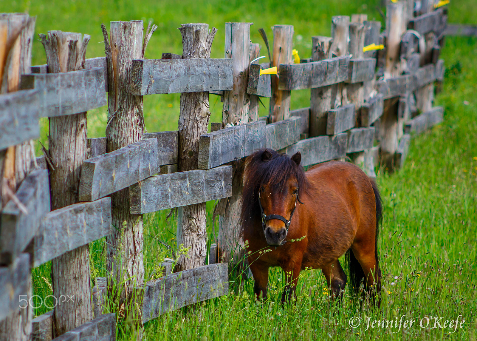 Canon EF 75-300mm f/4-5.6 USM sample photo. One day i will be tall enough to see over photography