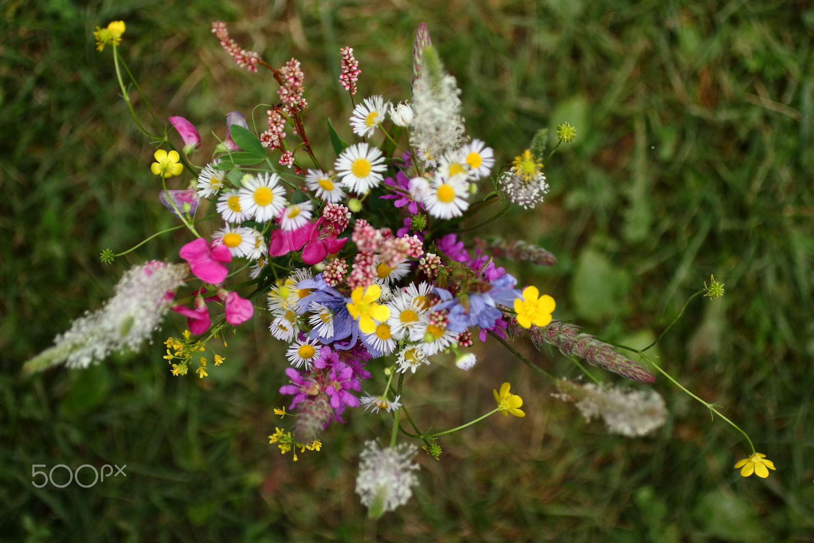 Canon EOS 450D (EOS Rebel XSi / EOS Kiss X2) + Canon EF 50mm F2.5 Macro sample photo. Wildflowers photography