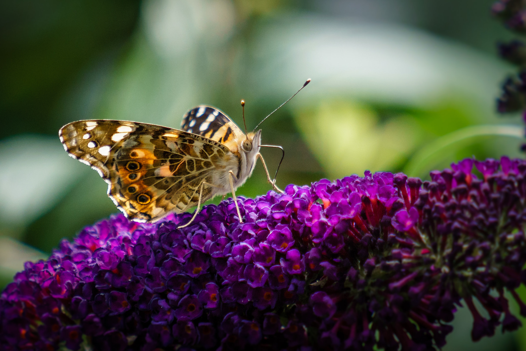 Sony a6300 + Sony FE 70-200mm F4 G OSS sample photo. Mahlzeit photography