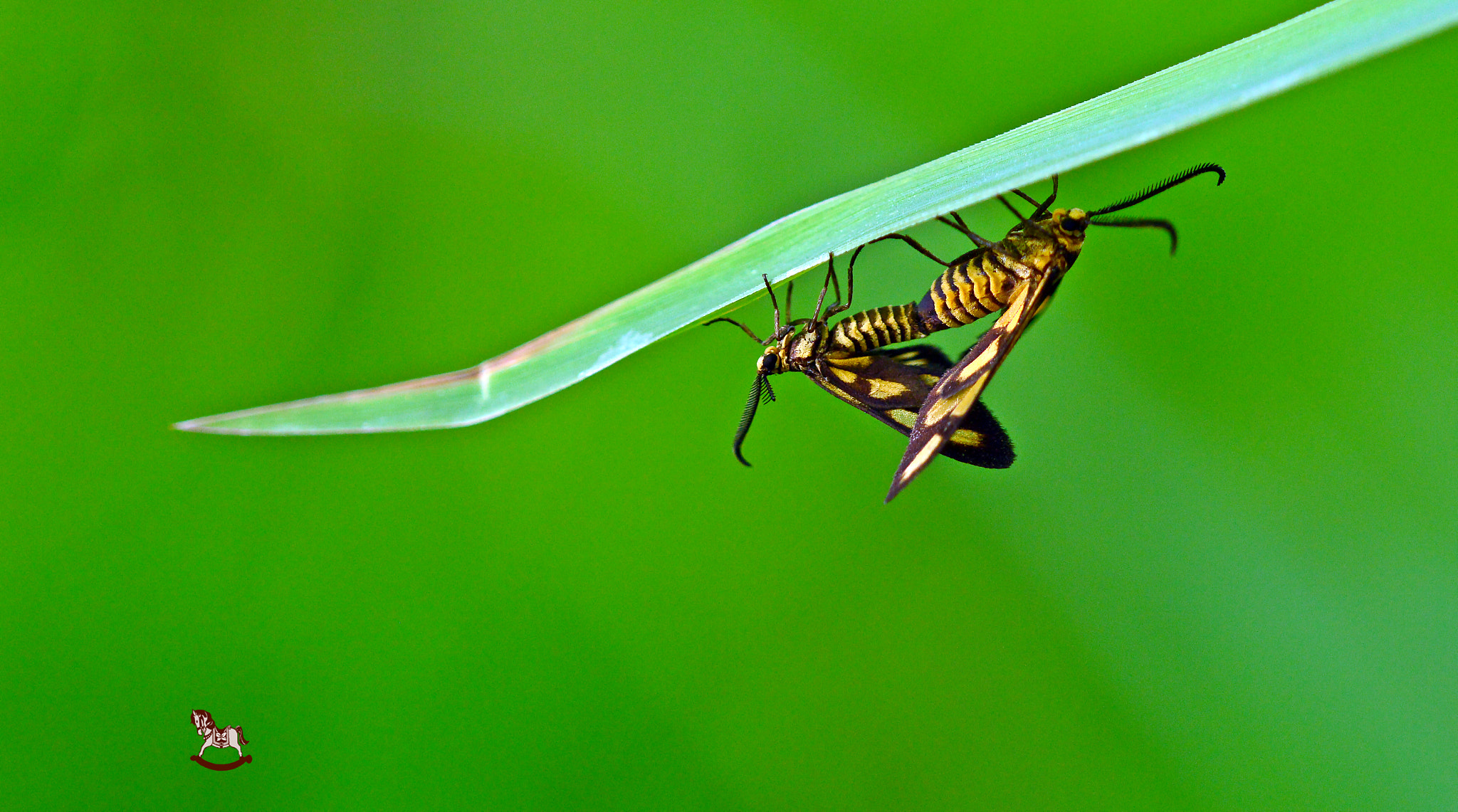Nikon AF Micro-Nikkor 200mm F4D ED-IF sample photo. Balanced love photography