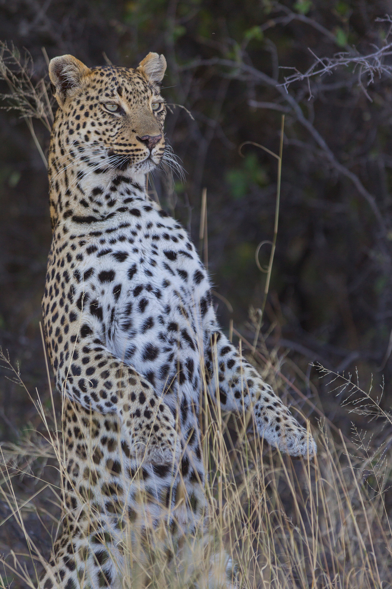 Canon EOS-1D Mark IV + Canon EF 300mm F2.8L IS USM sample photo. Leopard bear photography