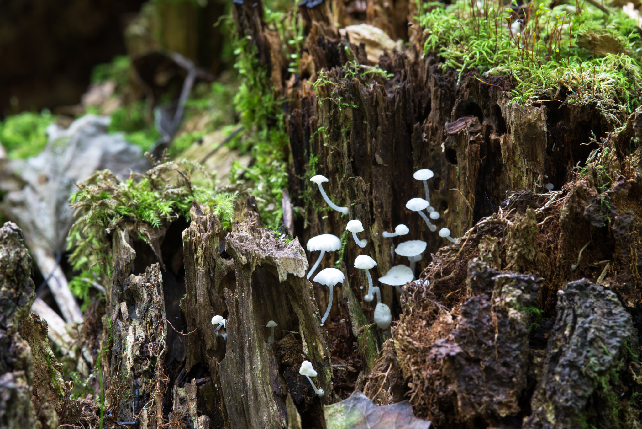 AF Micro-Nikkor 105mm f/2.8 sample photo. Mushroom colony photography