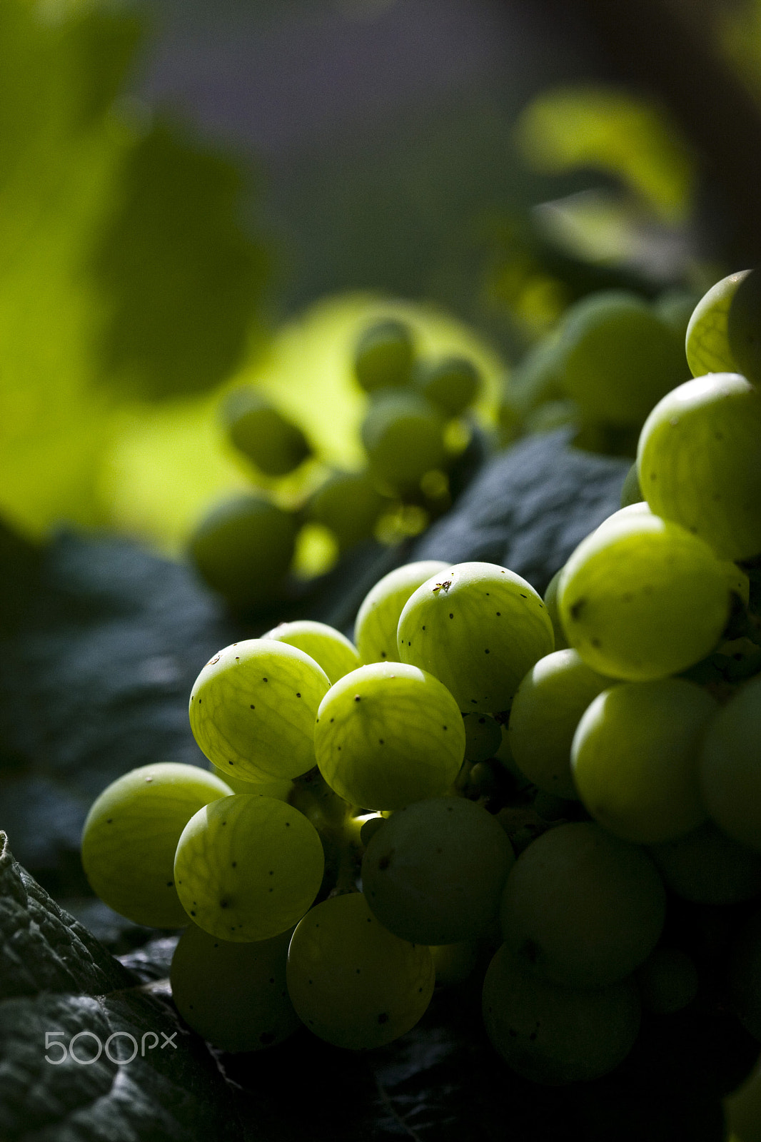 Canon EF-S 60mm F2.8 Macro USM sample photo. Riesling in summer photography