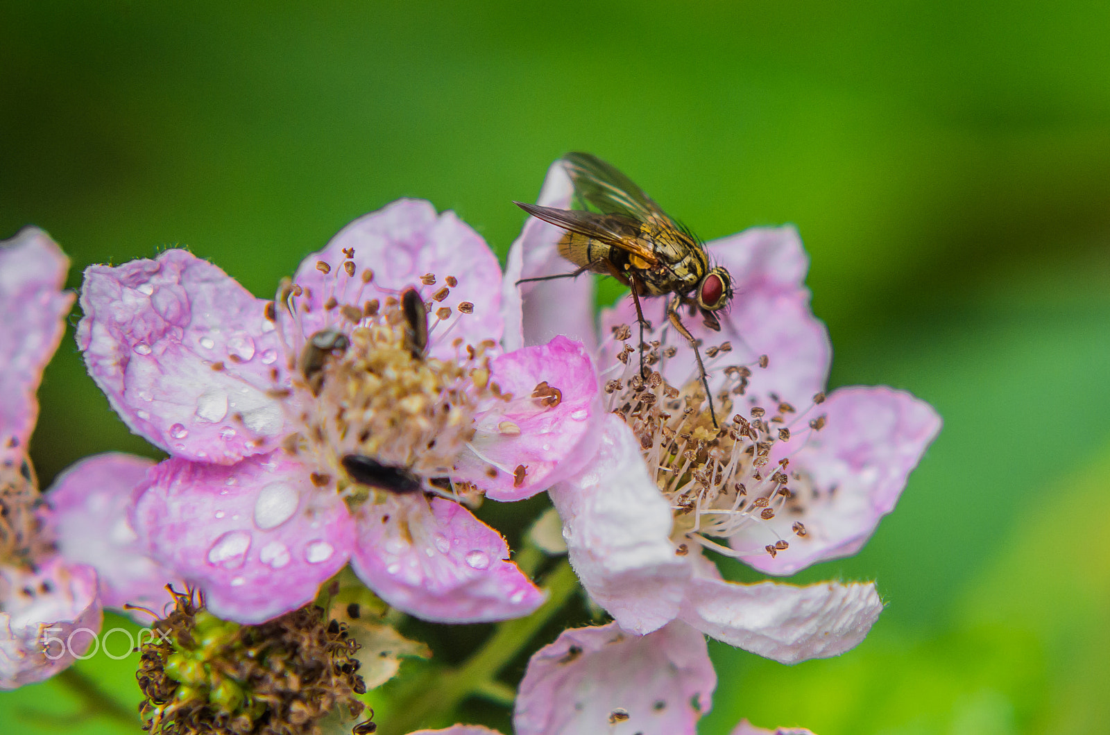 Tamron AF 70-300mm F4-5.6 Di LD Macro sample photo. A fly photography
