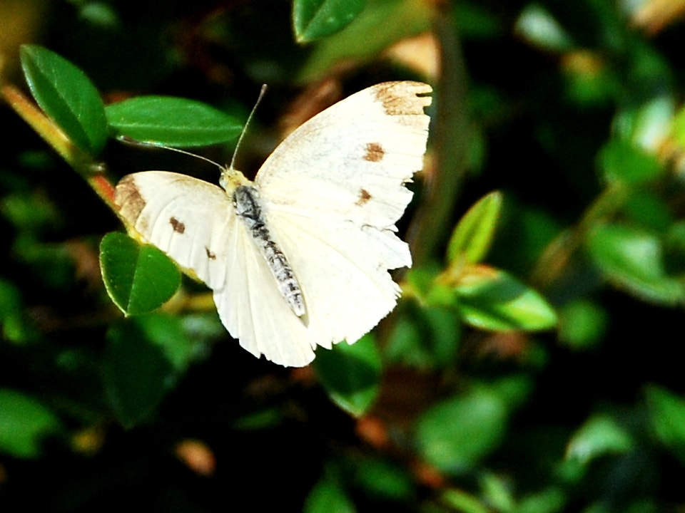 Nikon D60 sample photo. White butterfly photography
