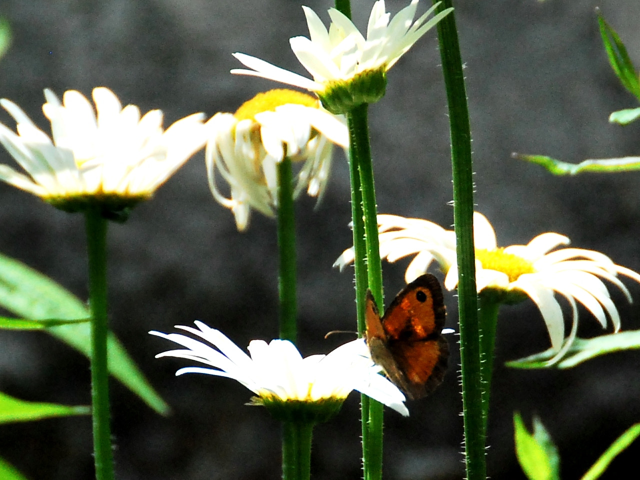 Nikon D60 sample photo. Brown butterfly photography