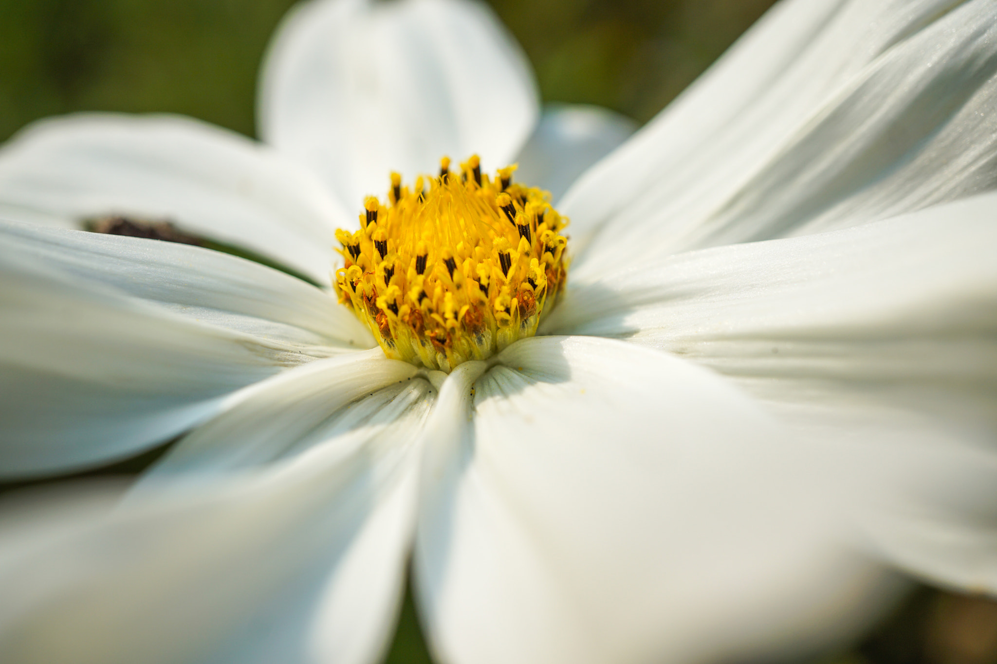 Sony a5100 + Sony E 30mm F3.5 Macro sample photo. White photography