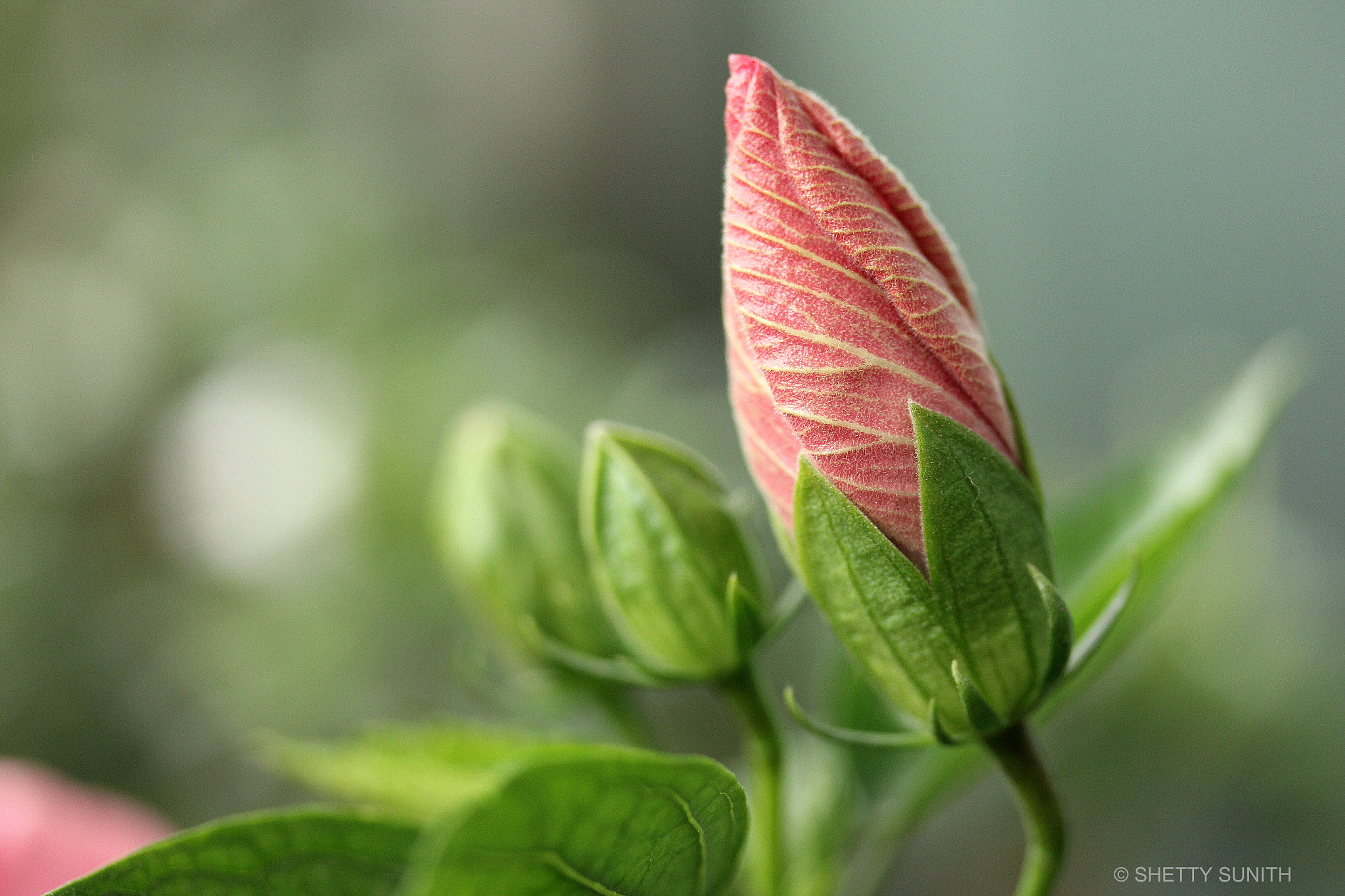 Canon EF-S 60mm F2.8 Macro USM sample photo. Knob.. photography
