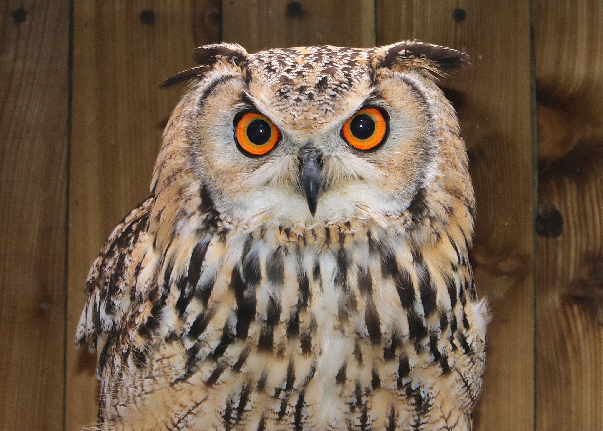 Canon EOS 750D (EOS Rebel T6i / EOS Kiss X8i) sample photo. The eurasian eagle-owl photography