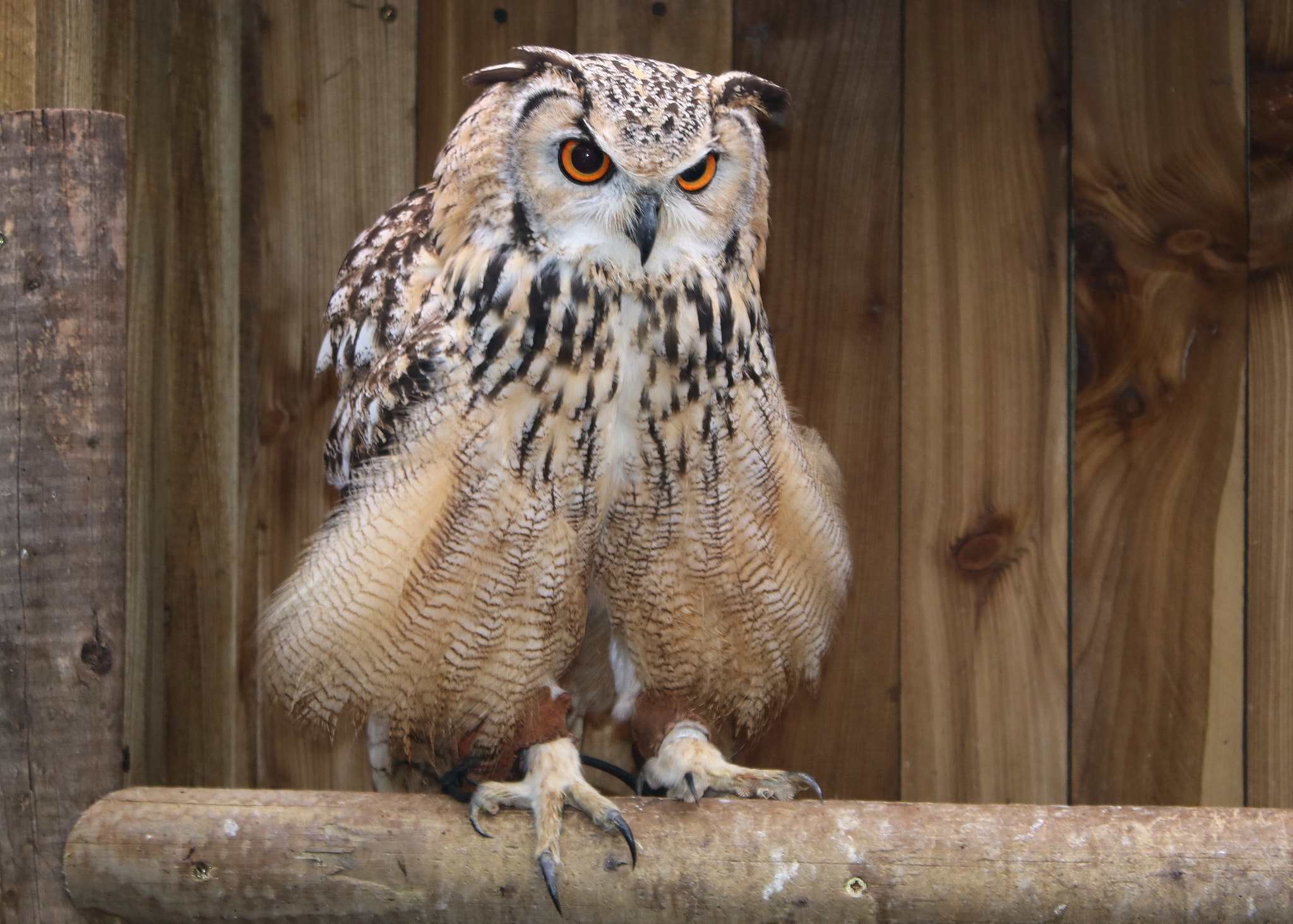 Canon EOS 750D (EOS Rebel T6i / EOS Kiss X8i) sample photo. The eurasian eagle-owl photography