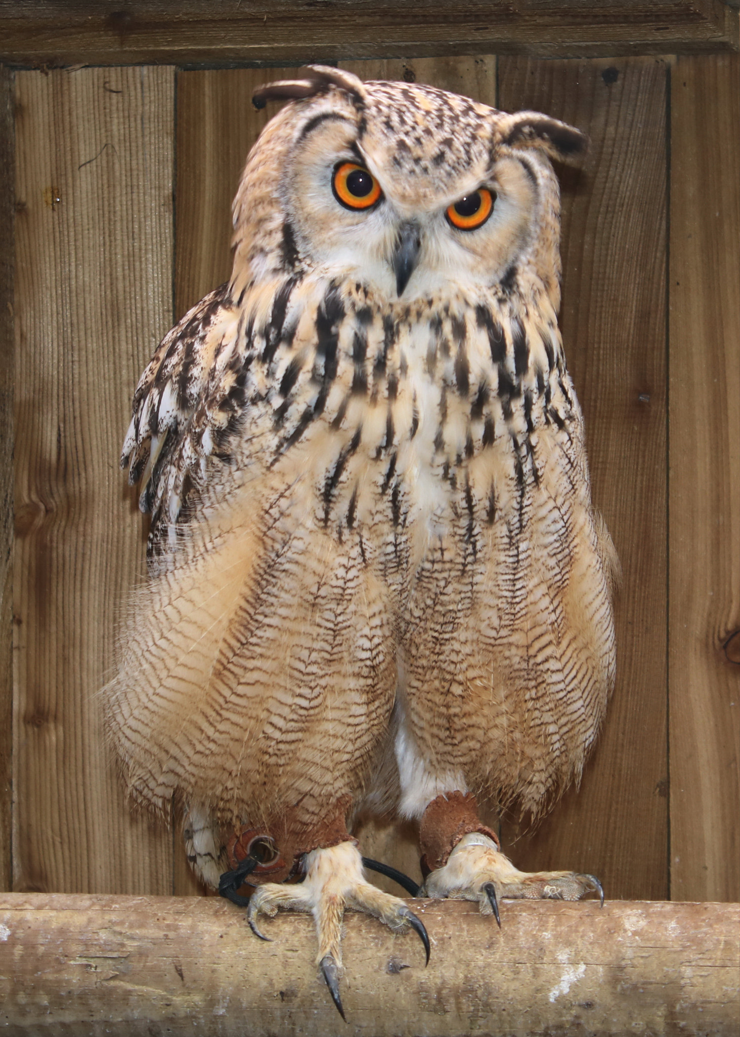 Canon EOS 750D (EOS Rebel T6i / EOS Kiss X8i) sample photo. The eurasian eagle-owl photography