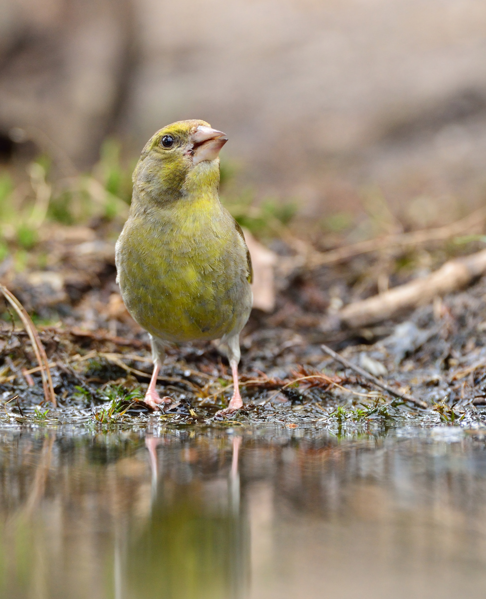 AF-S Nikkor 600mm f/4D IF-ED sample photo. Groenling photography