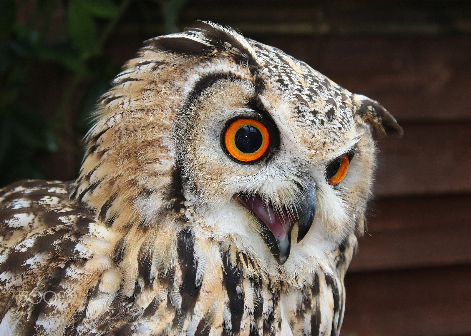Canon EOS 750D (EOS Rebel T6i / EOS Kiss X8i) sample photo. The eurasian eagle-owl photography