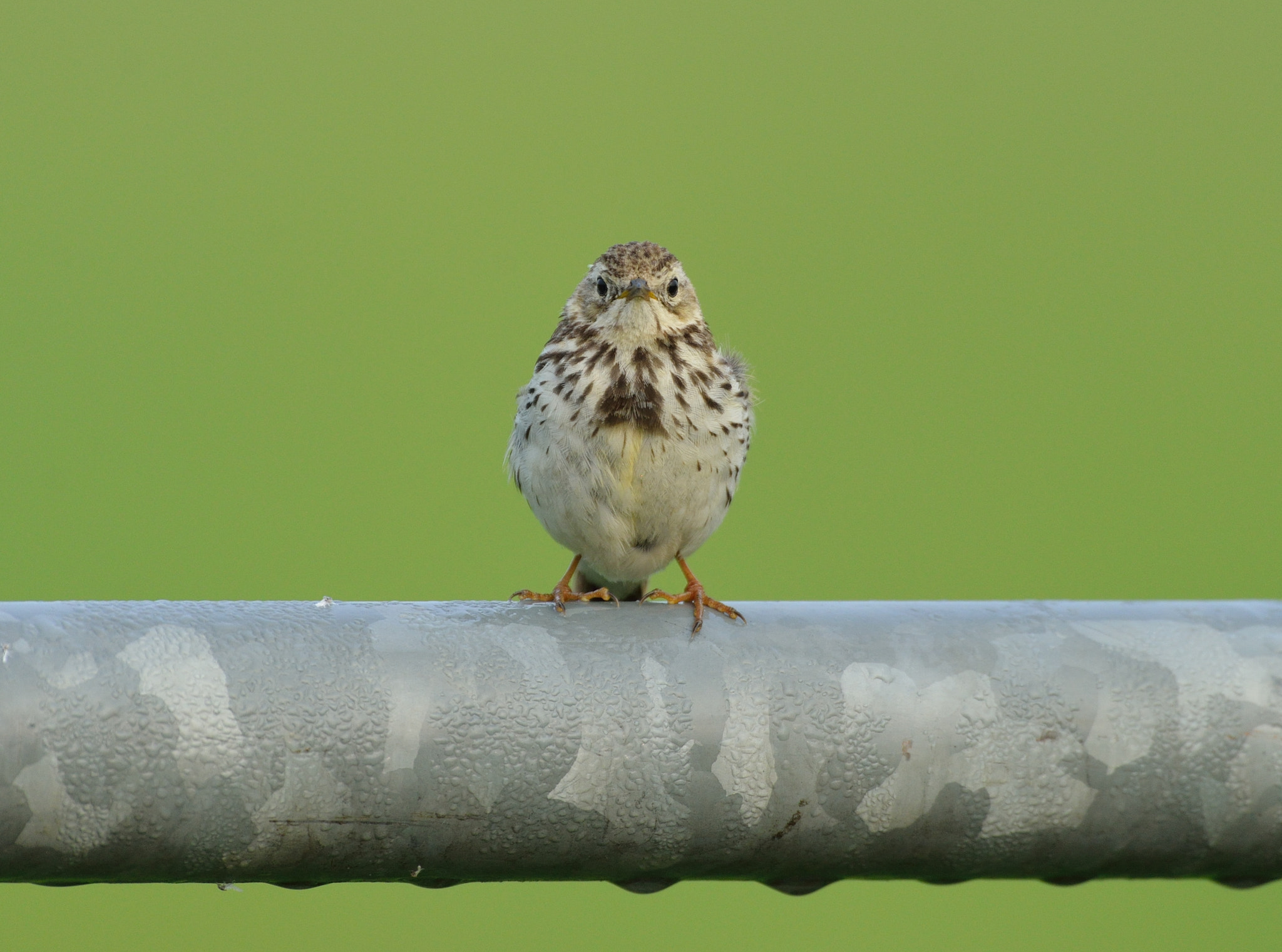 Nikon D600 + Nikon AF-S Nikkor 500mm F4G ED VR sample photo. Graspieper photography