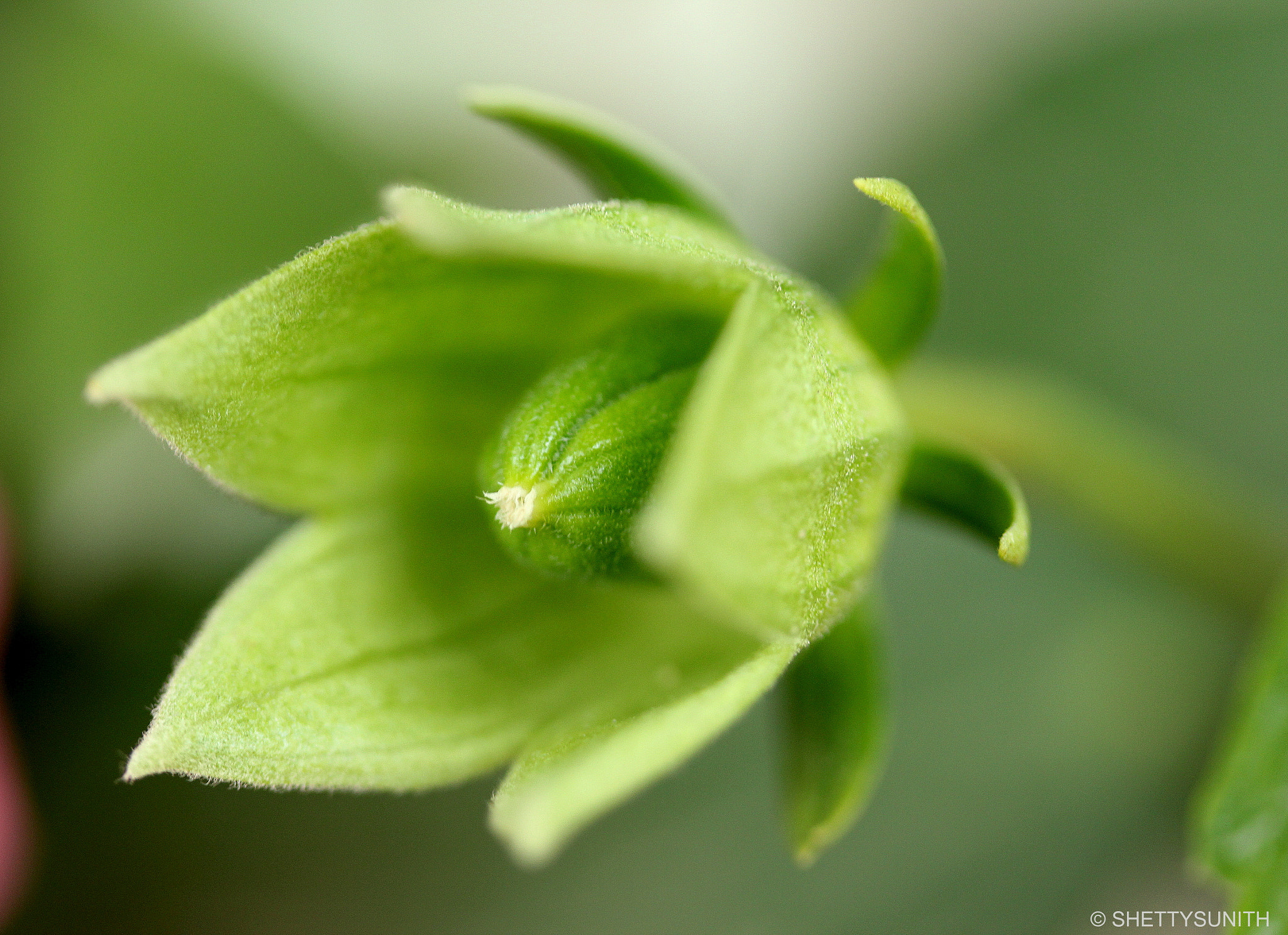 Canon EF-S 60mm F2.8 Macro USM sample photo. The missing flower.. photography