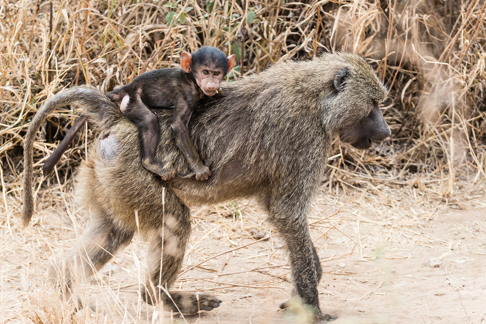 Canon EOS-1D X Mark II sample photo. Jungle uber photography