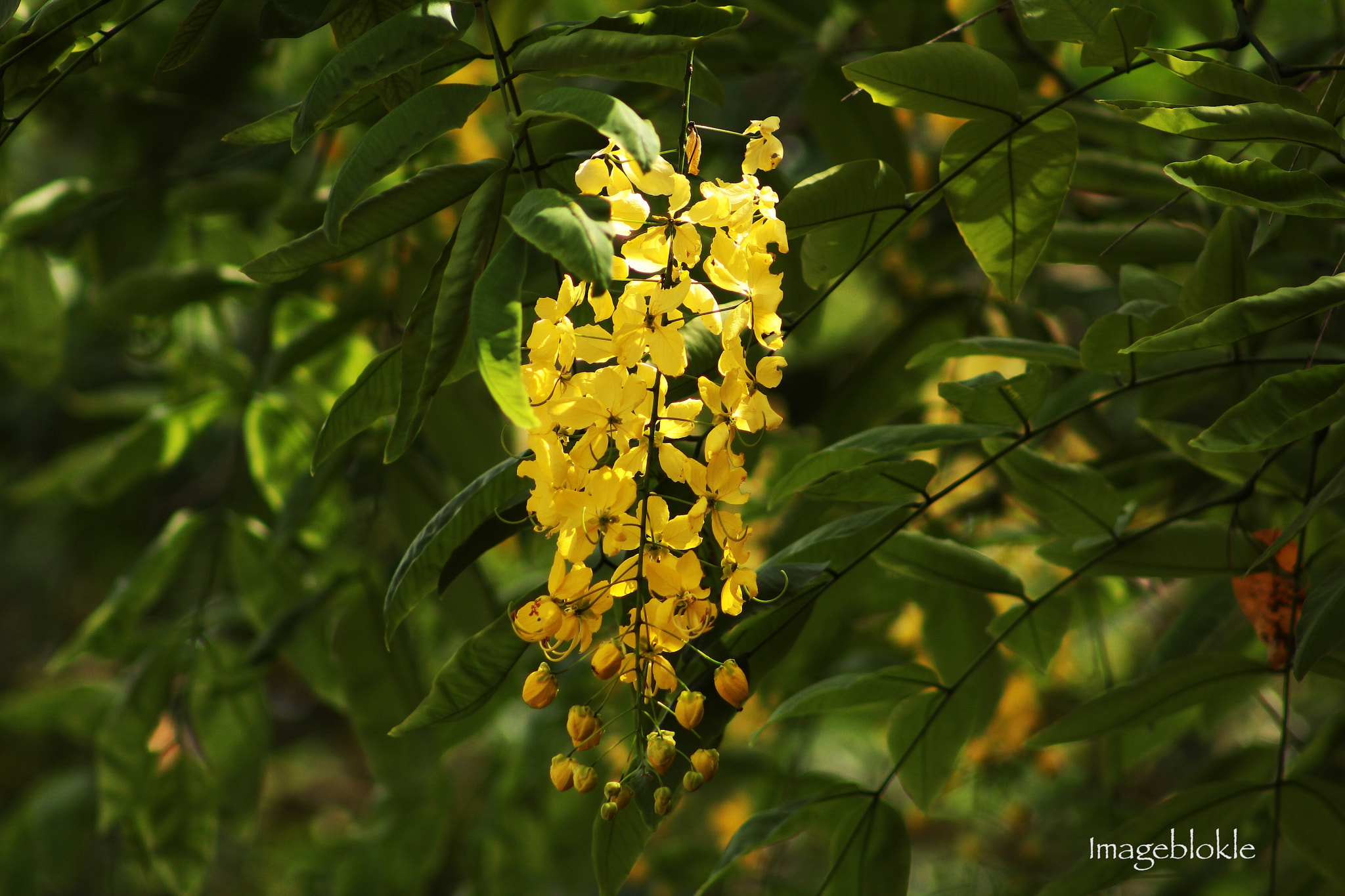 Canon EF75-300mm f/4-5.6 sample photo