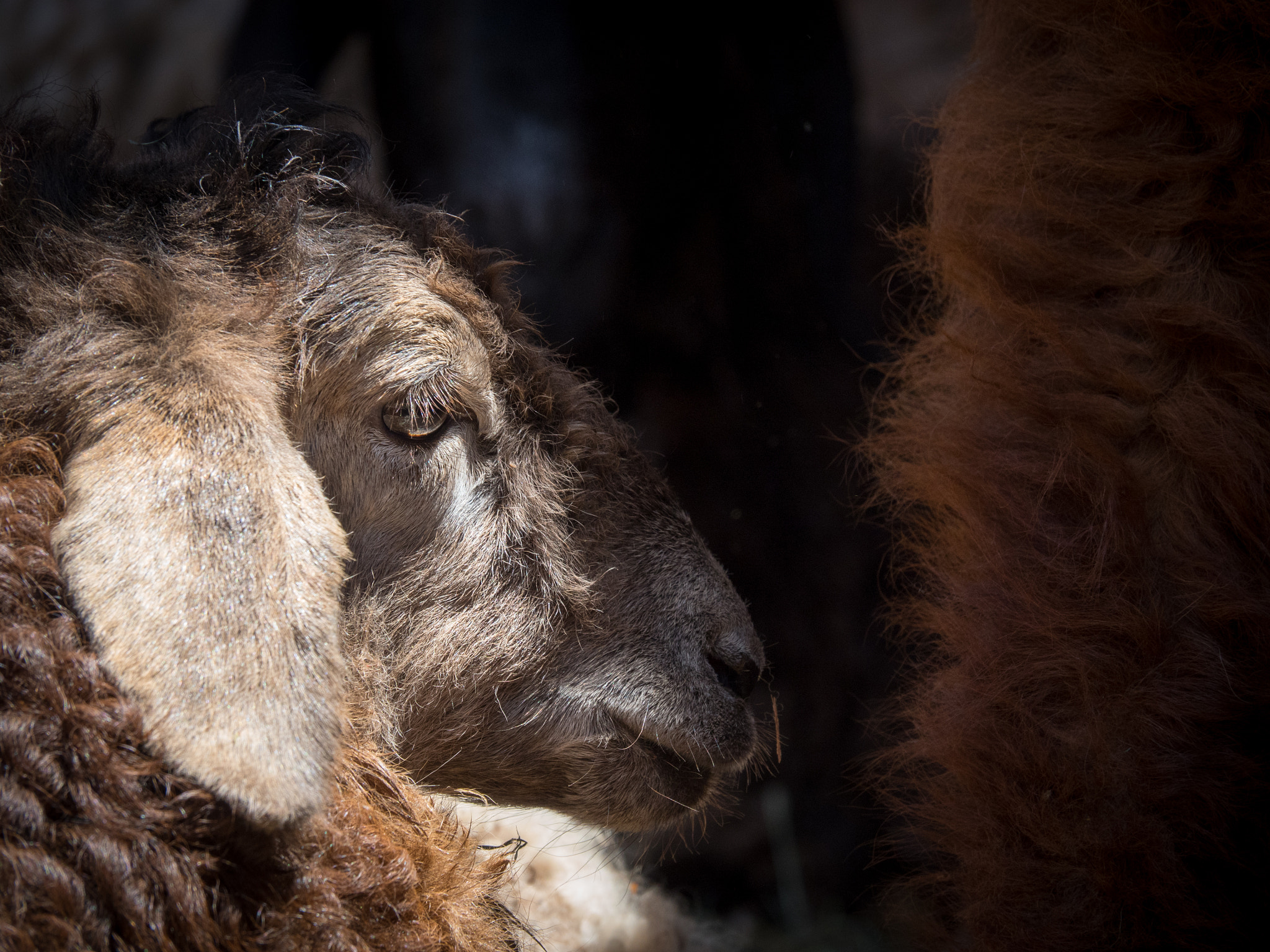 Olympus OM-D E-M5 II sample photo. Sheep photography