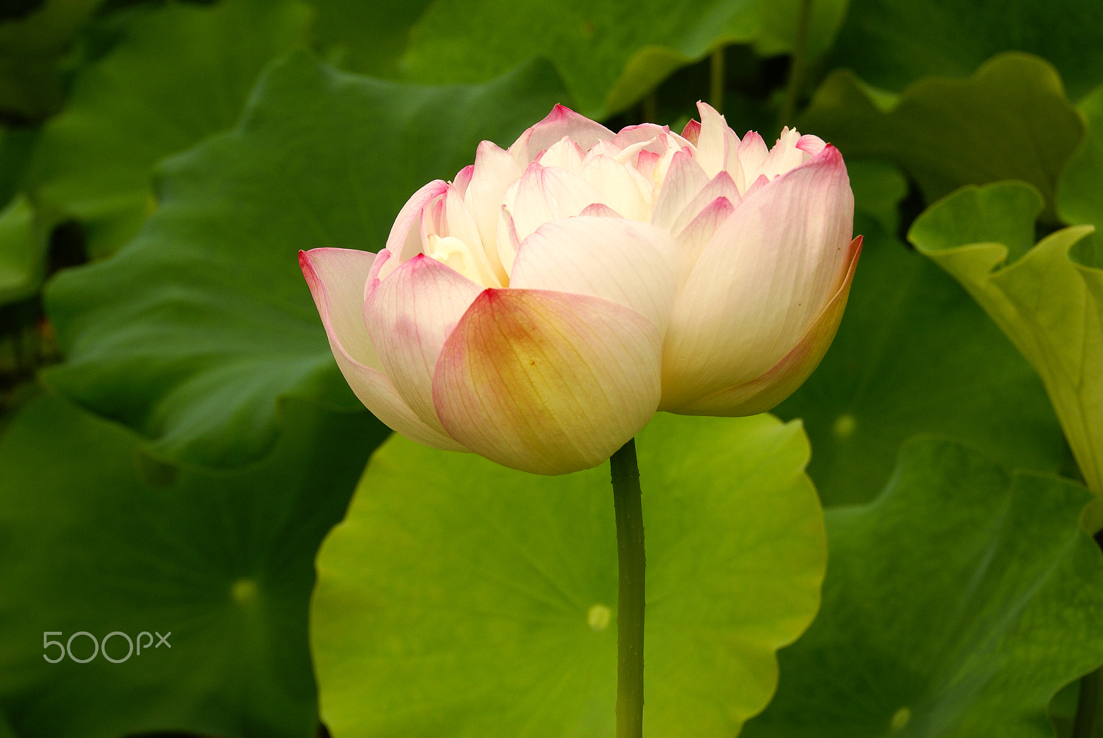 Sony Alpha DSLR-A100 sample photo. Lotus photography