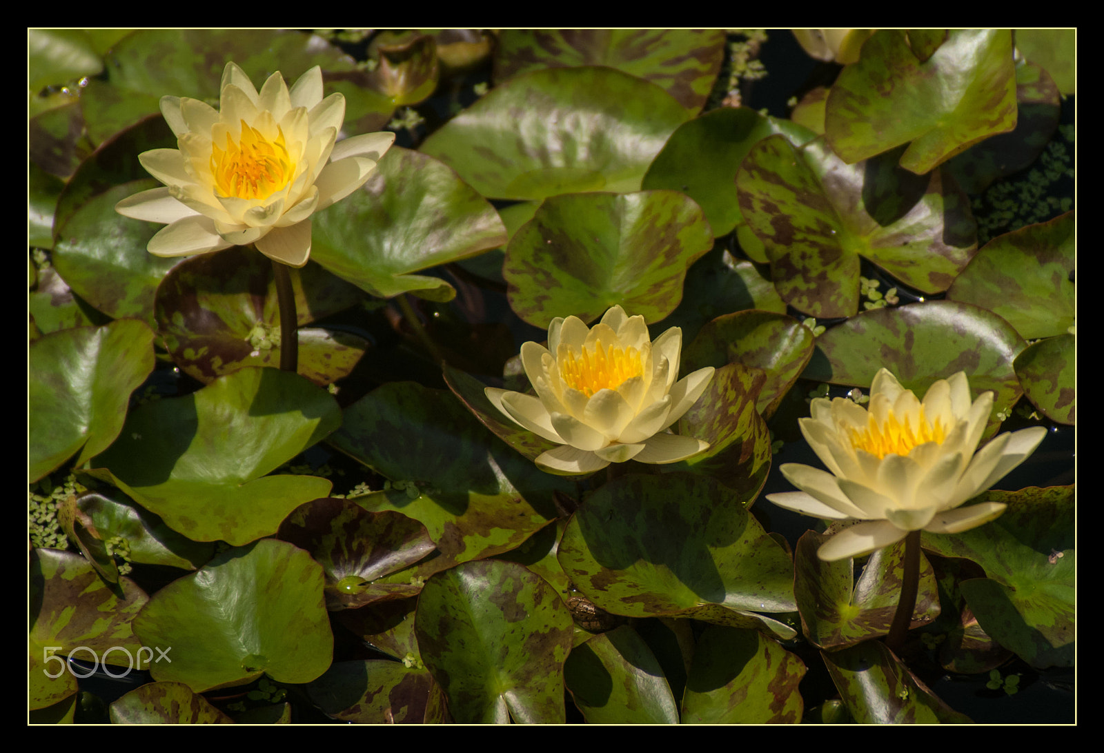 KONICA MINOLTA MAXXUM 7D sample photo. Three suns photography