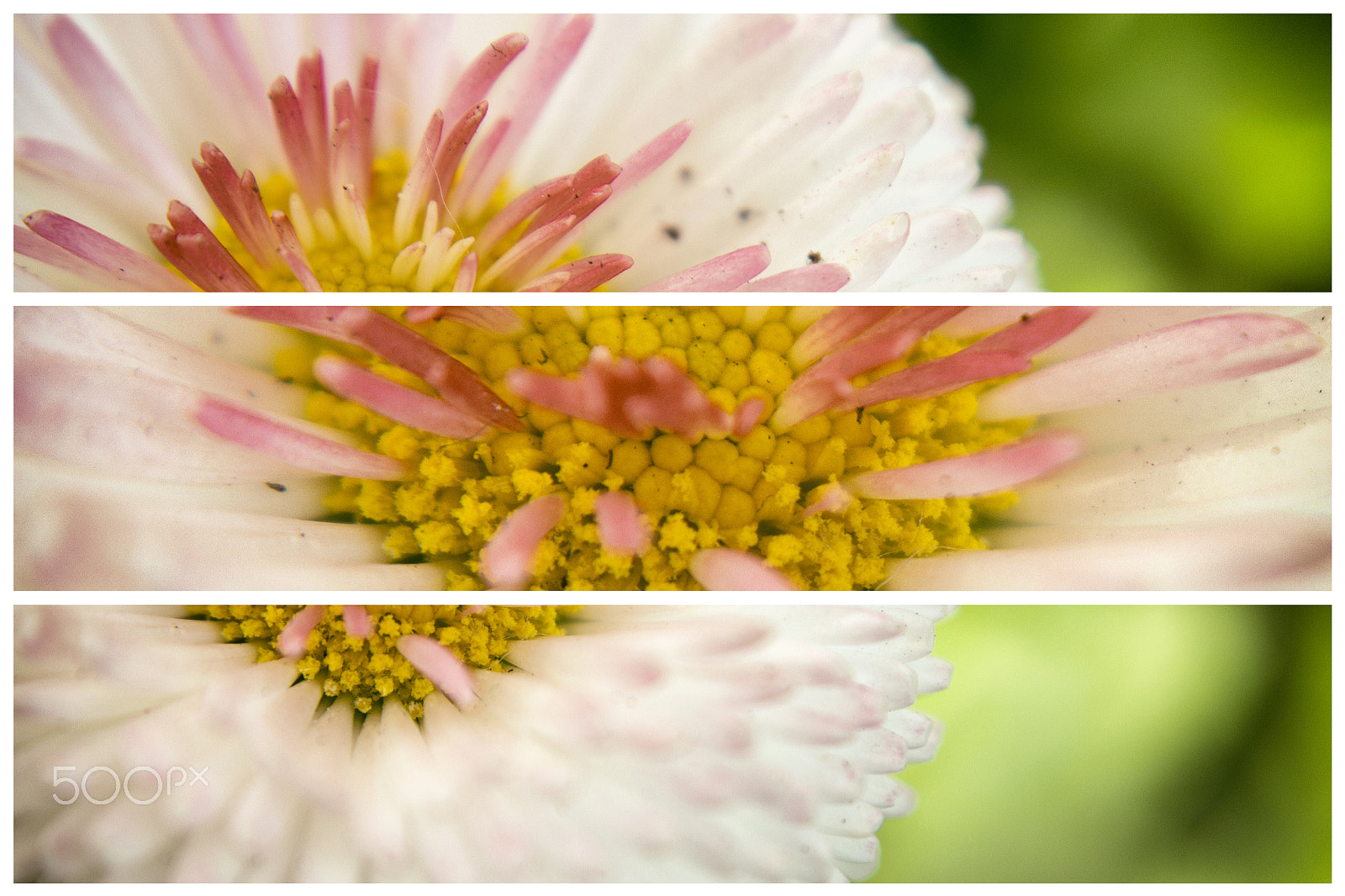 Samsung NX1100 sample photo. Flower photography