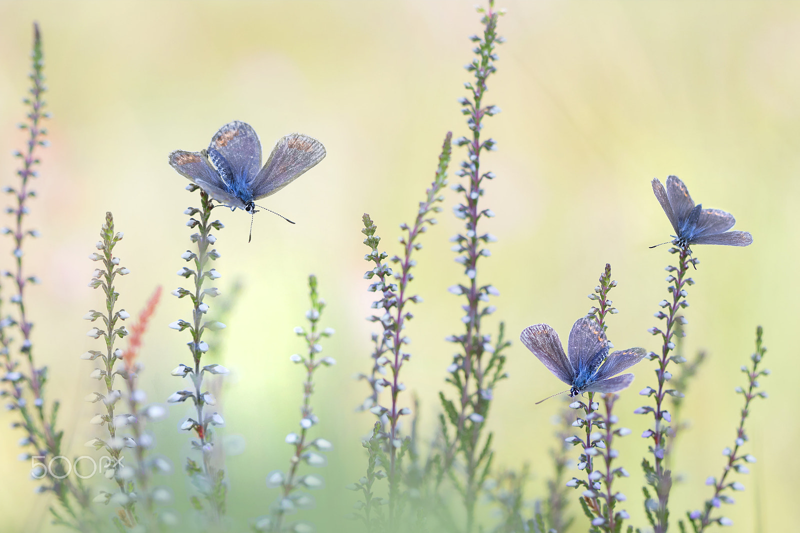Canon EF 100mm F2.8 Macro USM sample photo. Butterfly art photography