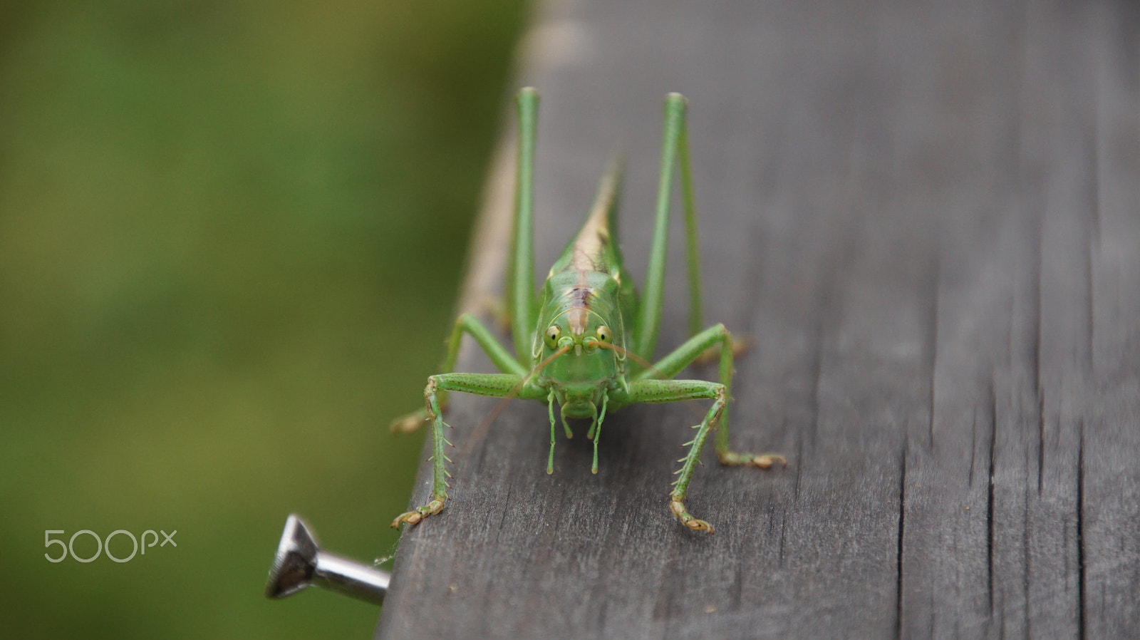 Tamron 16-300mm F3.5-6.3 Di II VC PZD Macro sample photo. Grasshopper4.jpg photography