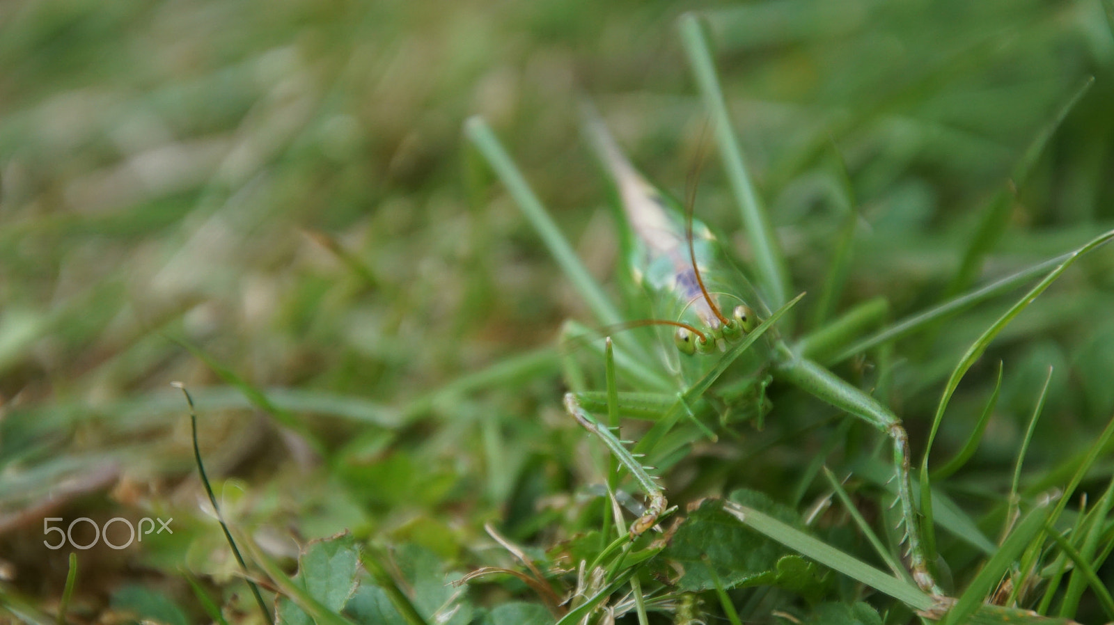 Tamron 16-300mm F3.5-6.3 Di II VC PZD Macro sample photo. Grasshopper2.jpg photography
