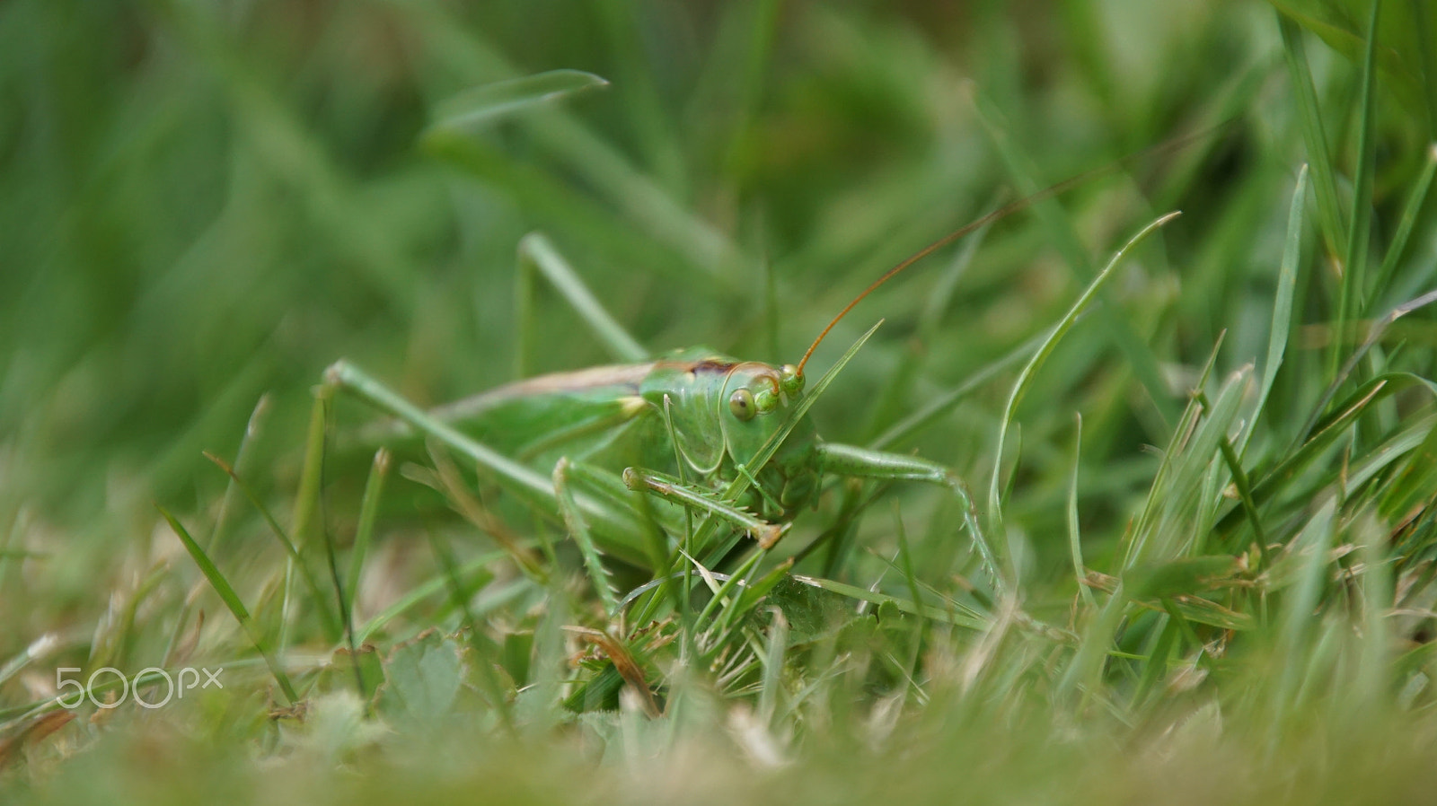 Tamron 16-300mm F3.5-6.3 Di II VC PZD Macro sample photo. Grasshopper1.jpg photography