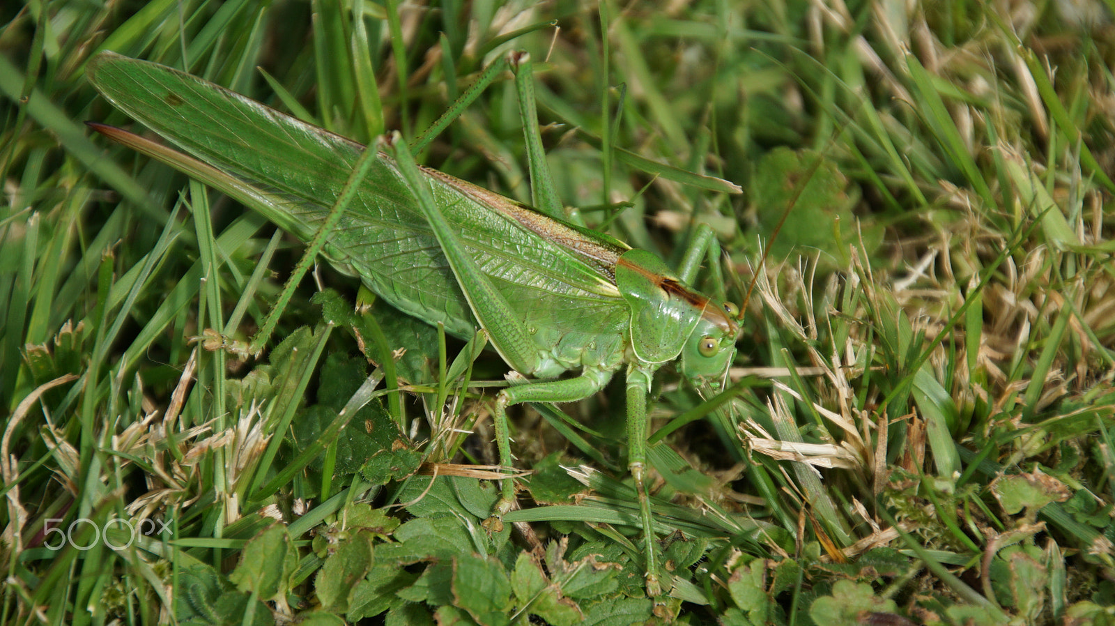 Tamron 16-300mm F3.5-6.3 Di II VC PZD Macro sample photo. Grasshopper3.jpg photography