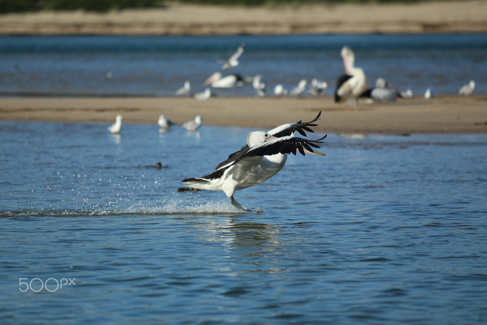Canon EF 70-200mm F2.8L USM sample photo. Landing pelican photography