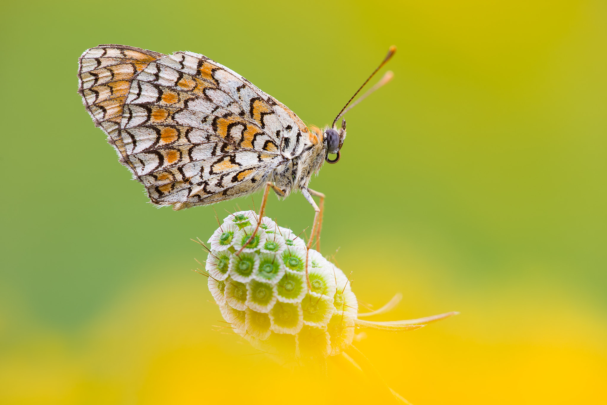 Canon EF 180mm F3.5L Macro USM sample photo. Melitaea didyma photography