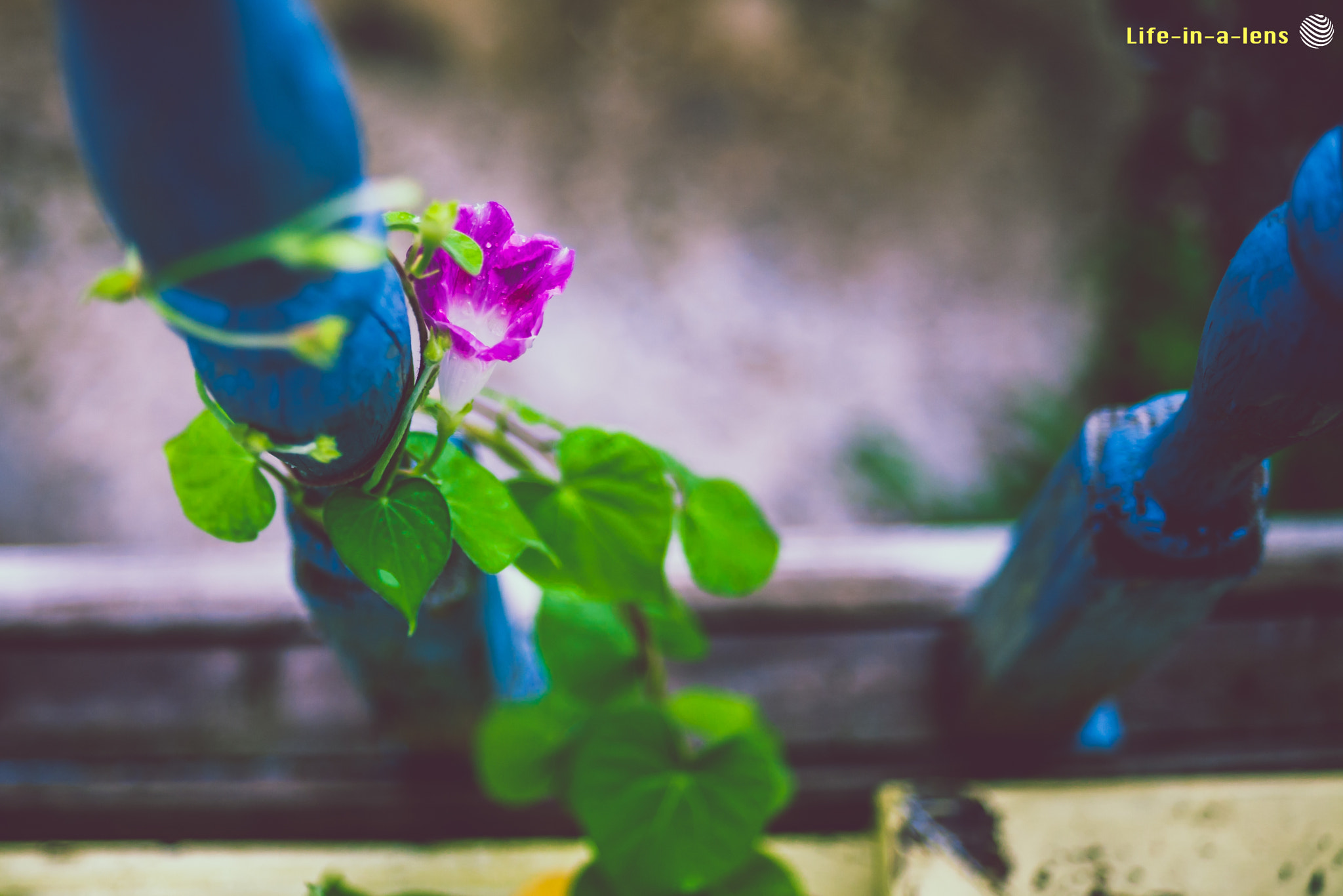 Canon EF 28-70mm f/3.5-4.5 sample photo. Lifeinalens photography