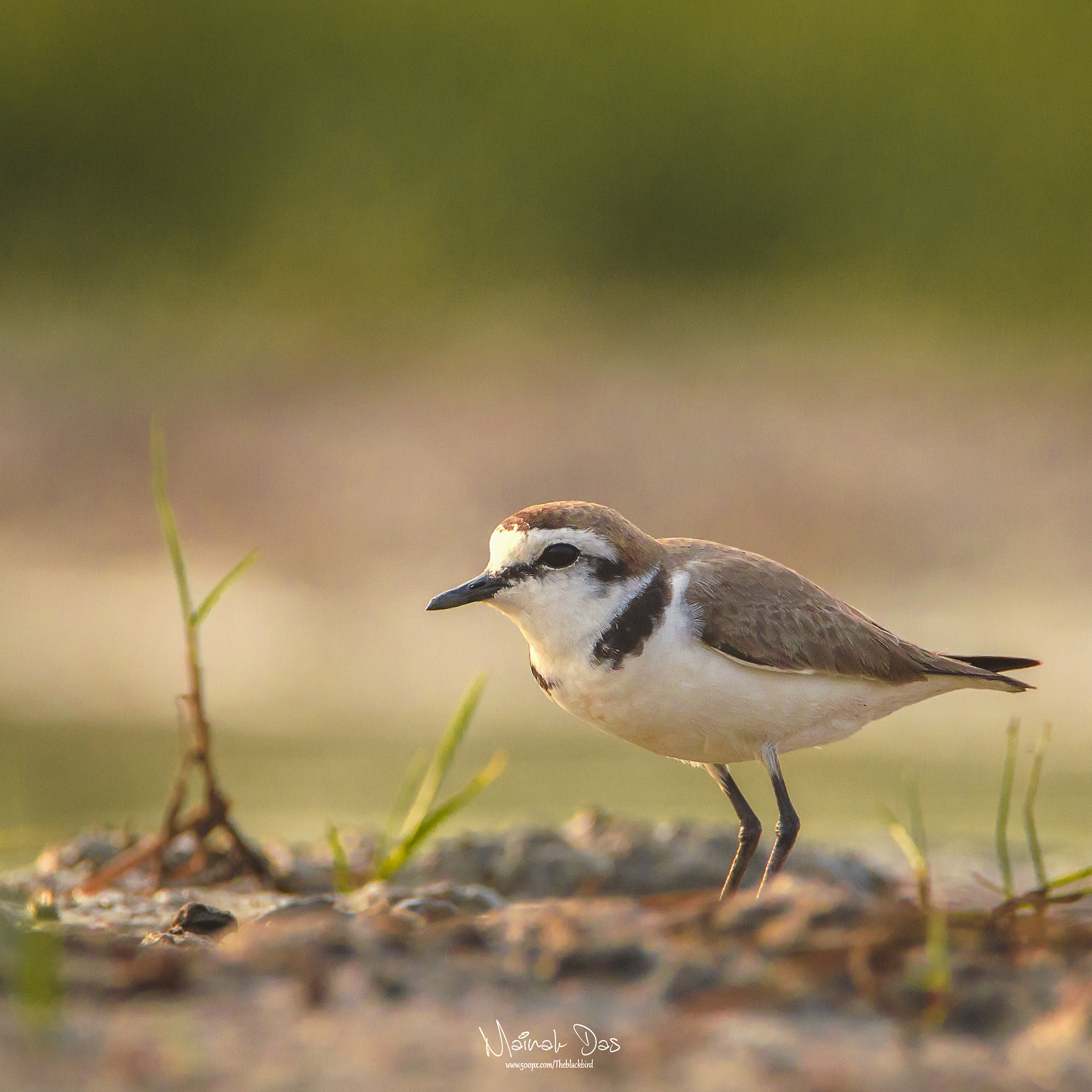 Nikon D5100 + Tamron SP 150-600mm F5-6.3 Di VC USD sample photo. Kentish plover photography