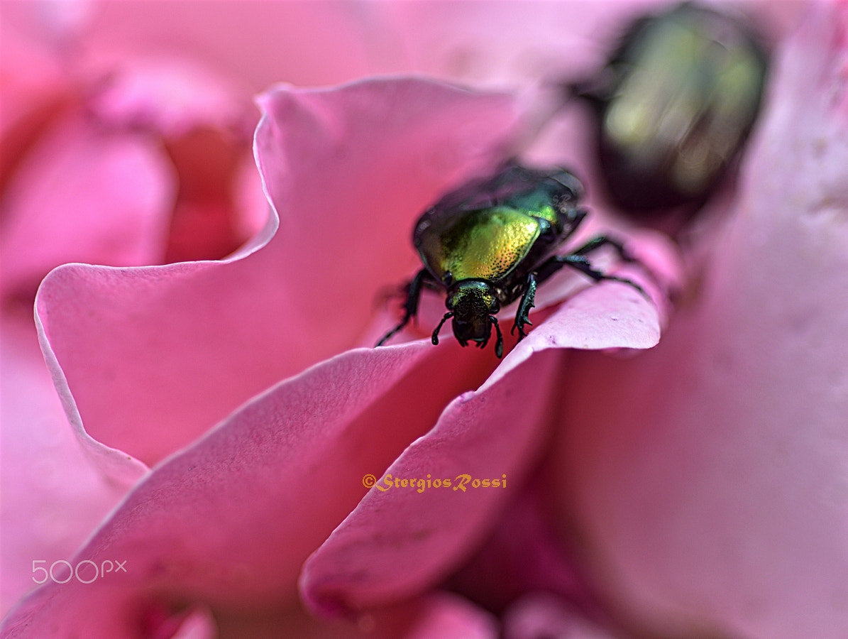 Nikon AF Micro-Nikkor 60mm F2.8D sample photo. Bug photography