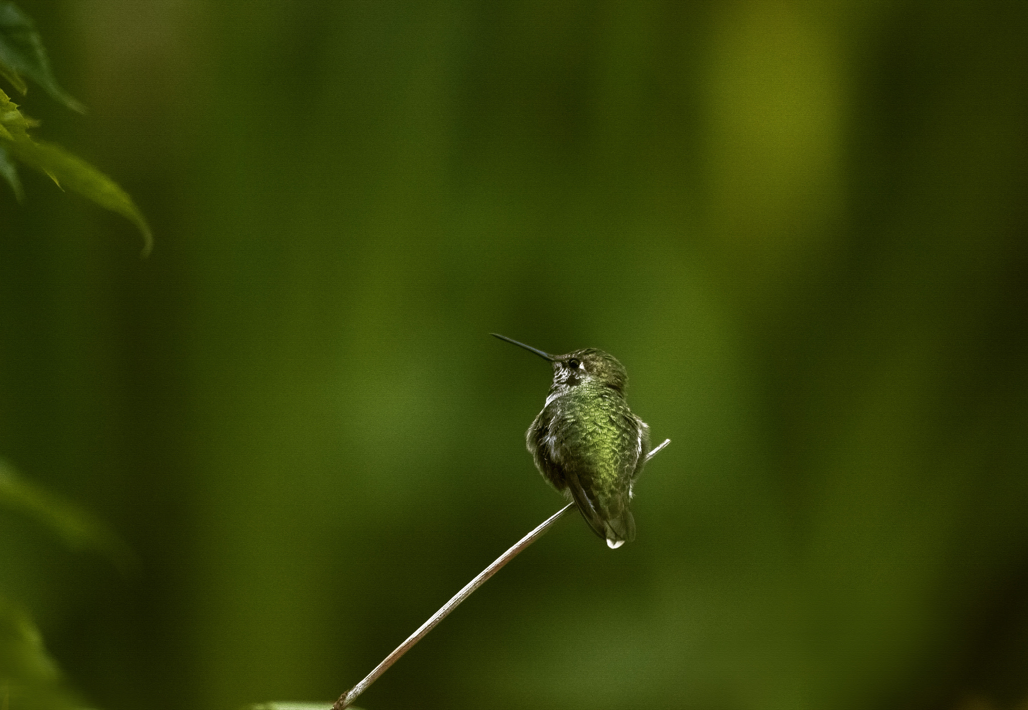 Nikon D3X sample photo. Green tone photography