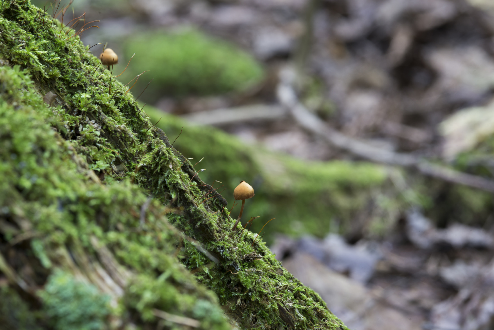 Nikon D610 + AF Micro-Nikkor 105mm f/2.8 sample photo. Mushroom photography