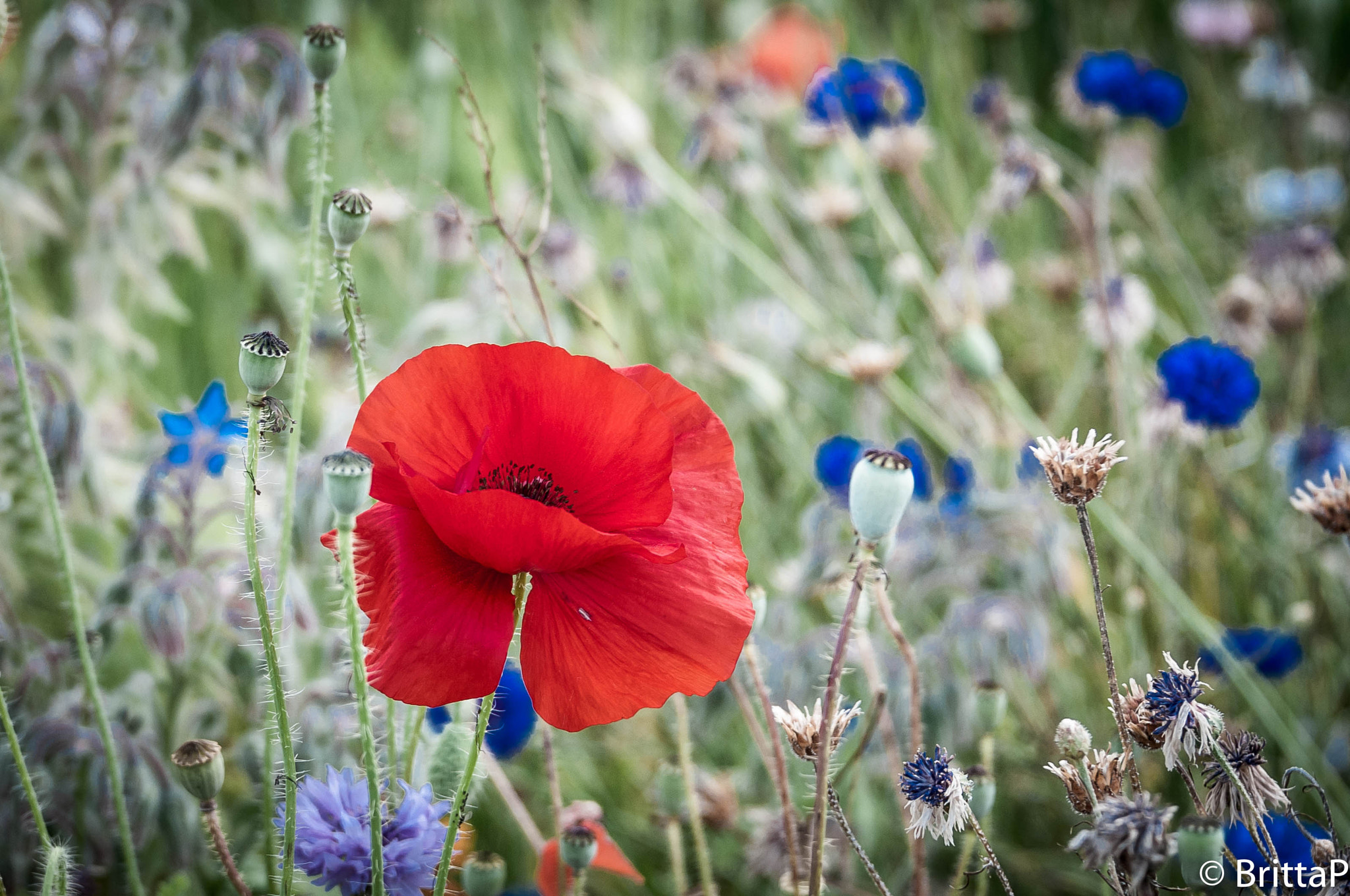 Nikon D300S sample photo. Focus on poppy photography