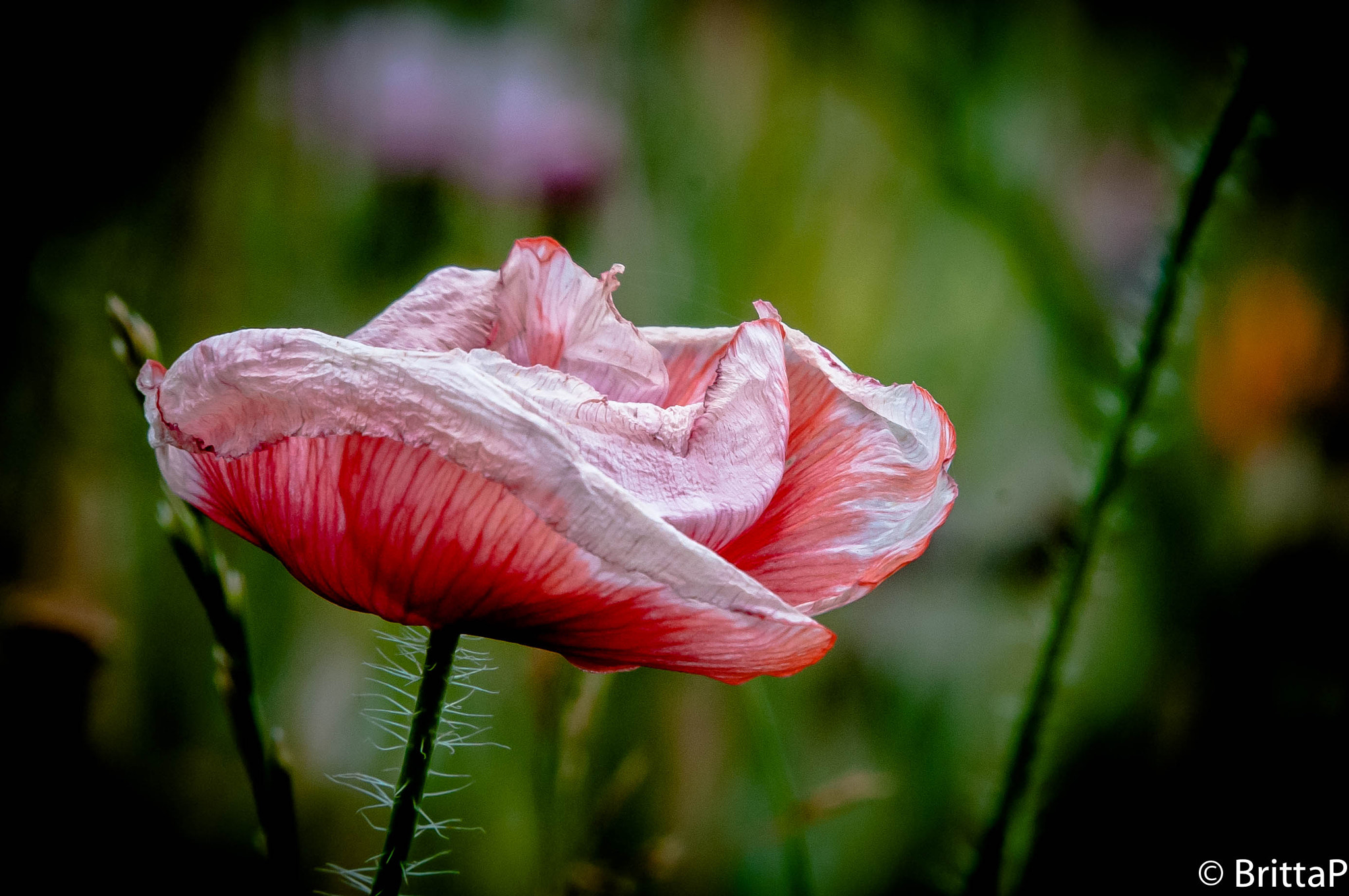 Nikon D300S sample photo. Focus on poppy photography
