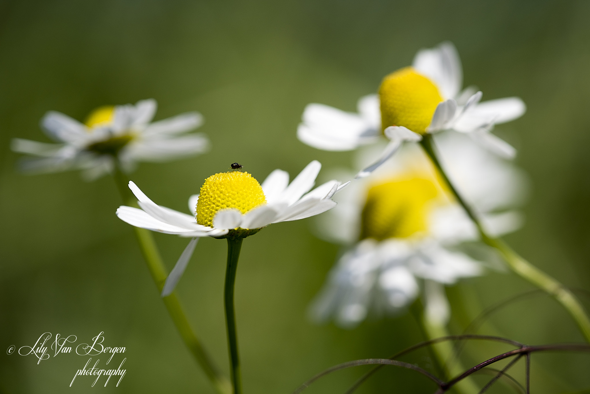 Sigma 150mm F2.8 EX DG Macro HSM sample photo. Field flowers photography