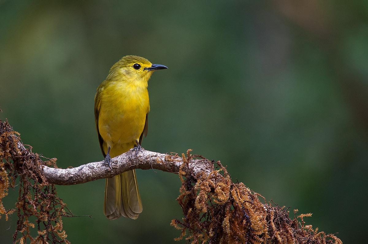 Sigma 150-500mm F5-6.3 DG OS HSM sample photo. Yellow-browed bulbul photography