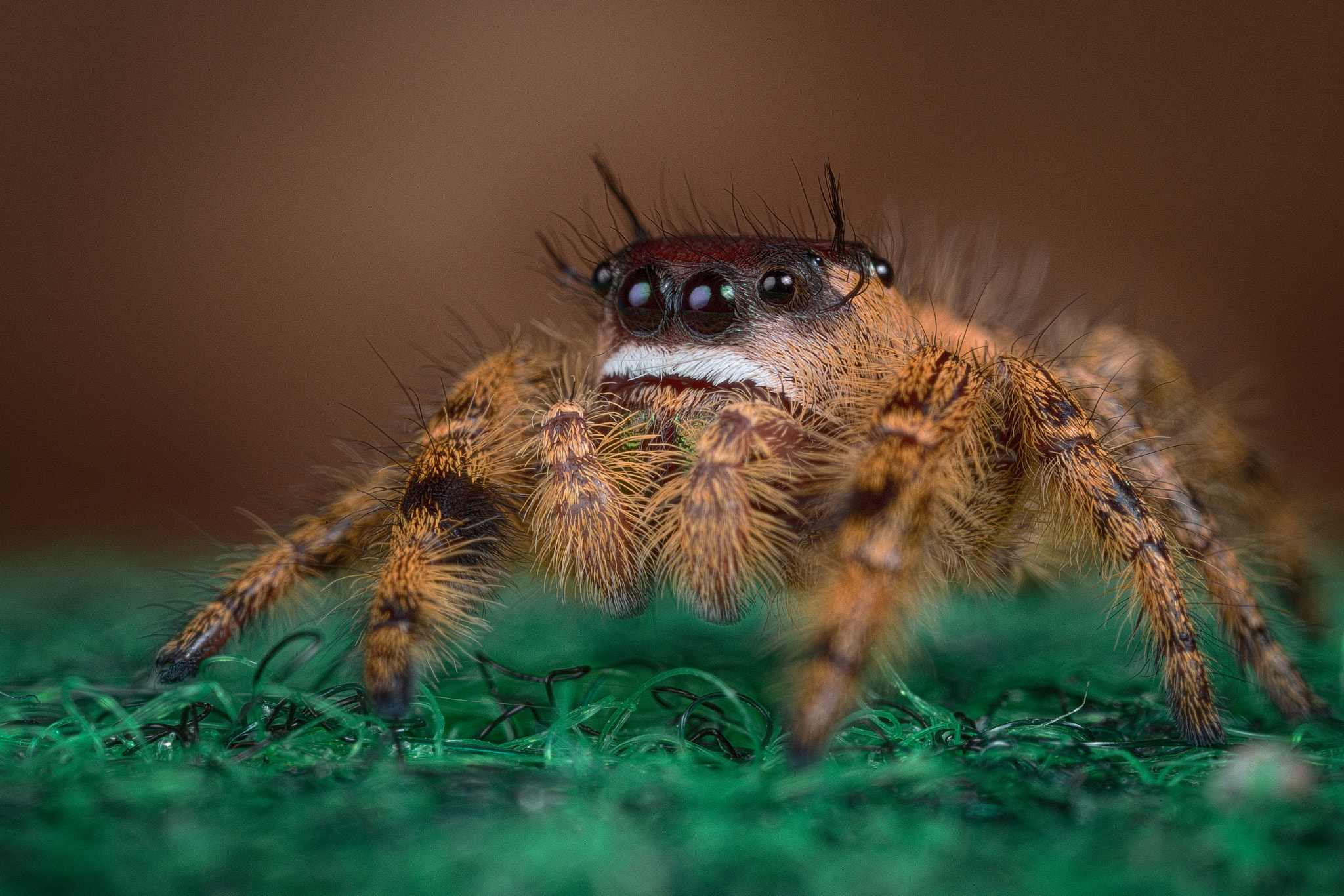 Canon MP-E 65mm F2.5 1-5x Macro Photo sample photo. Otiosus photography
